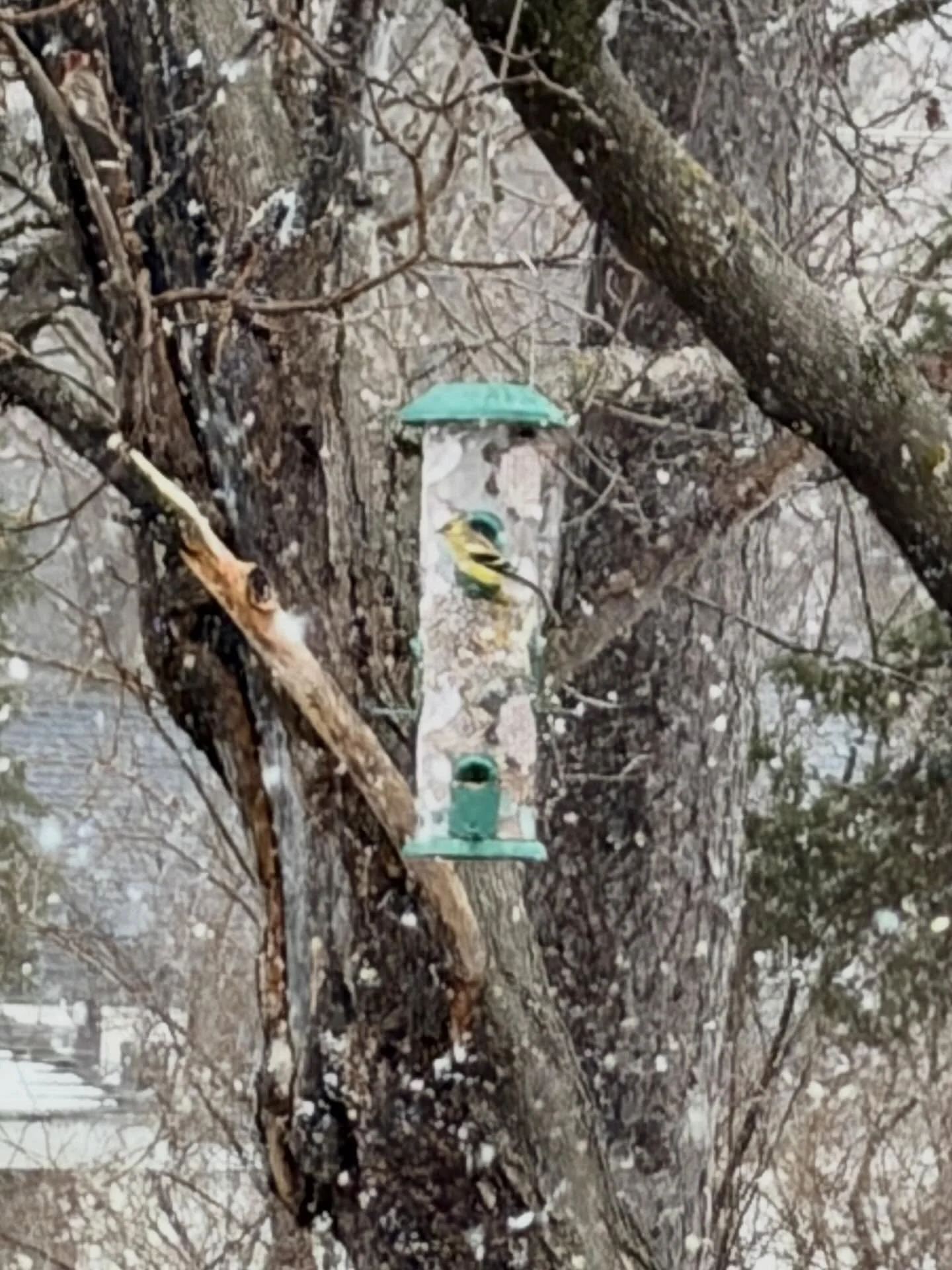 Even the birds are like&hellip;
&ldquo;Is this spring or not?&rdquo; 🐦❄️

Minnesota really keeps us humble 😂

Enjoy the weekend anyway&mdash;sun, snow, or somewhere in between😉🐣

Happy Friday, friends!