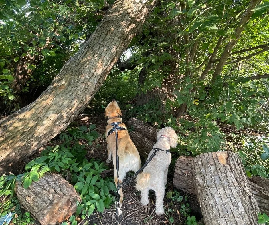 Not sure which direction to take&hellip;
so I guess Abby and Cooper will lead the way. 🐾

They&rsquo;ve never rushed a decision&mdash;
just sniffed around, trusted their instincts,
and eventually found where they were meant to go.

Maybe on this Wed