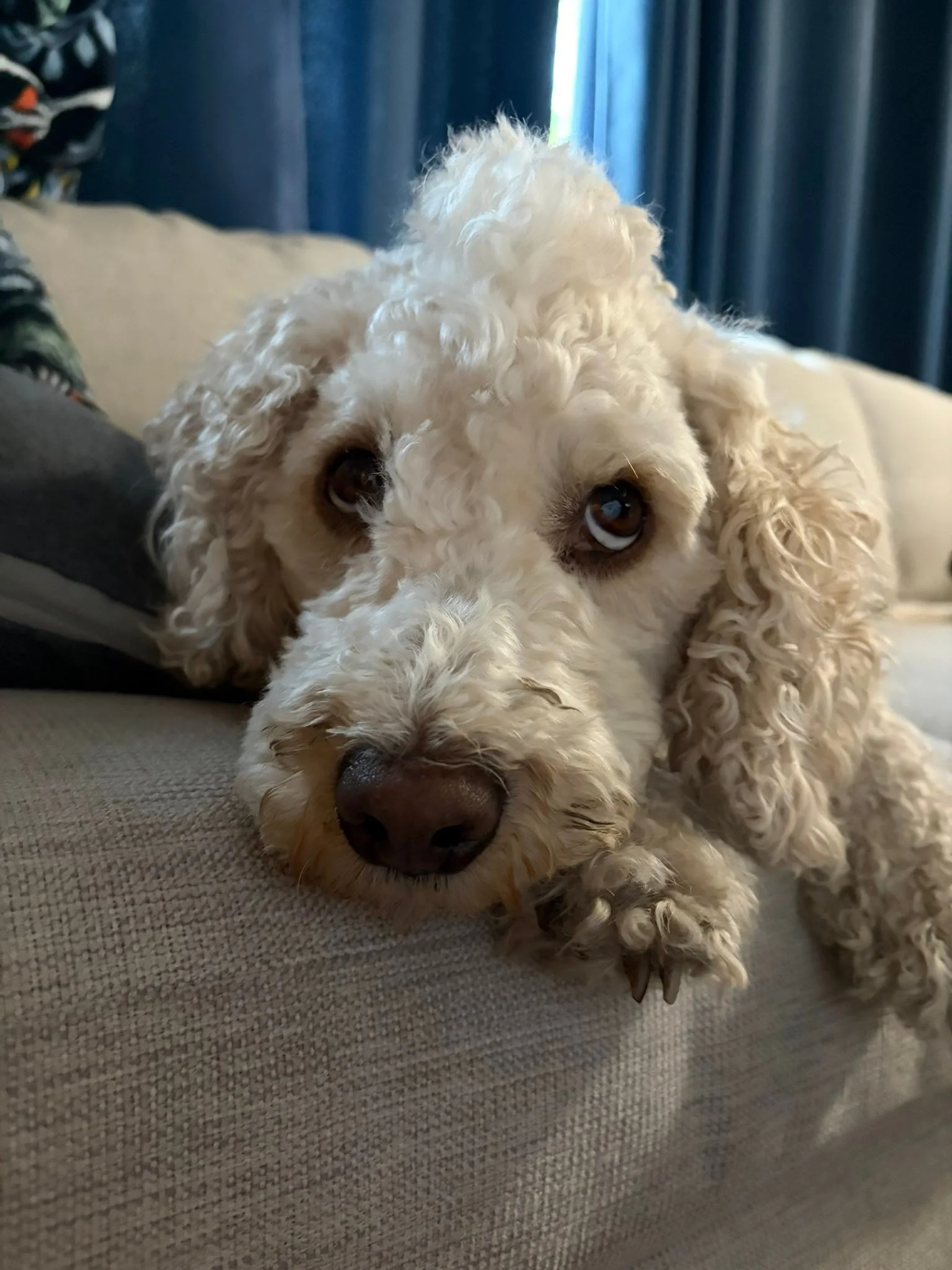 I had a little photo shoot fun with Cooper&hellip; judging by the look on his face, I think one of us enjoyed it more than the other 😅🐶

Also&hellip; how about that mohawk we&rsquo;ve been working on lately?!
Keep it or retire it?
#dogmomlife #dogs