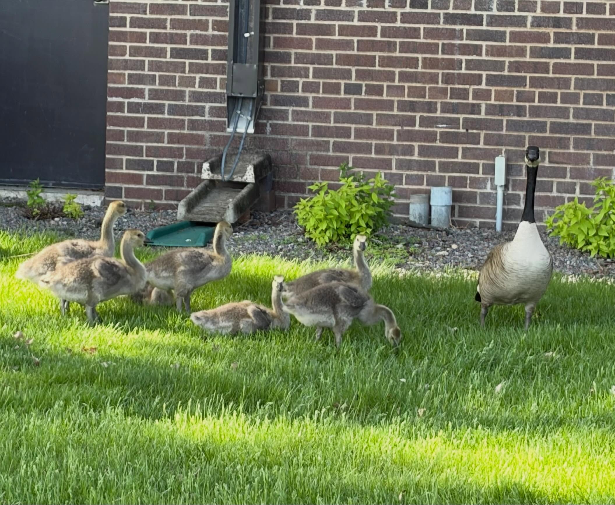 New students just arrived for summer session 😂🪿
Even the geese heard legends are made at ATCC. #legends