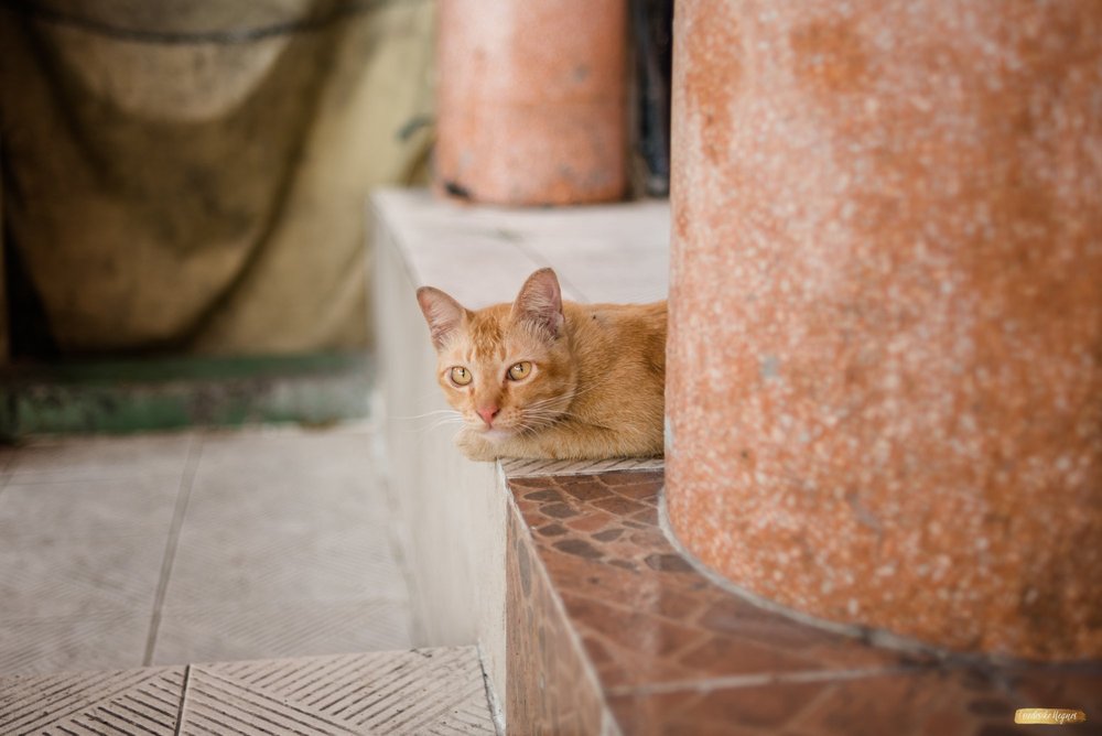 ©Friederike Hegner_2018_travel_freieGalerie_SüdostaisienJan2018_web-134.jpg