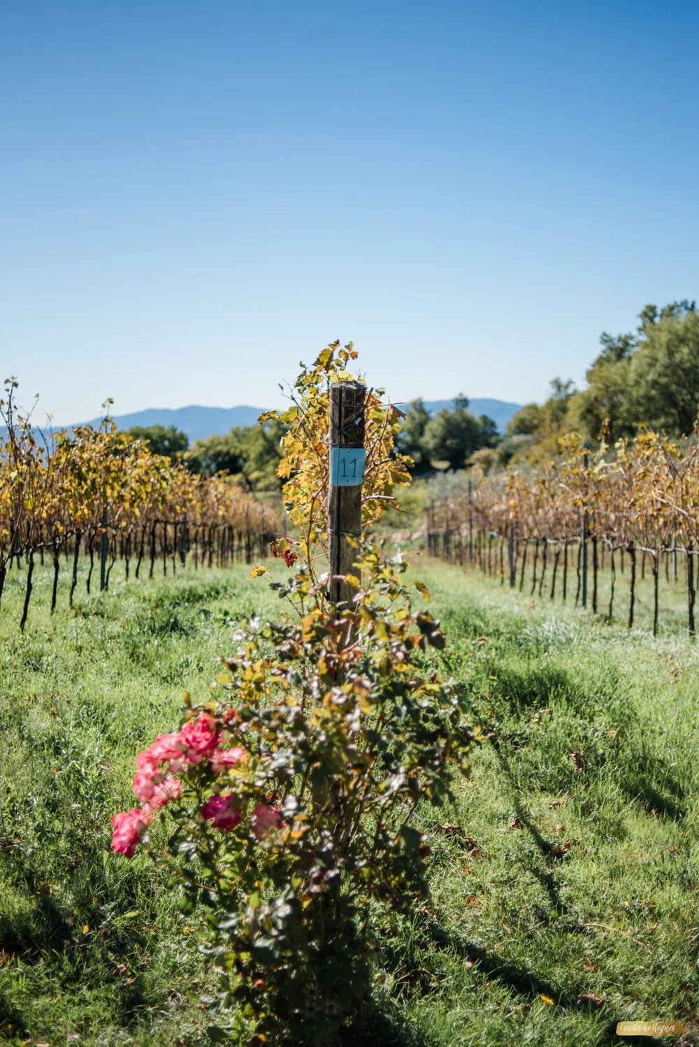 ©Friederike Hegner_2018_okt2017_itsagrapestory_Valdonica-167.jpg