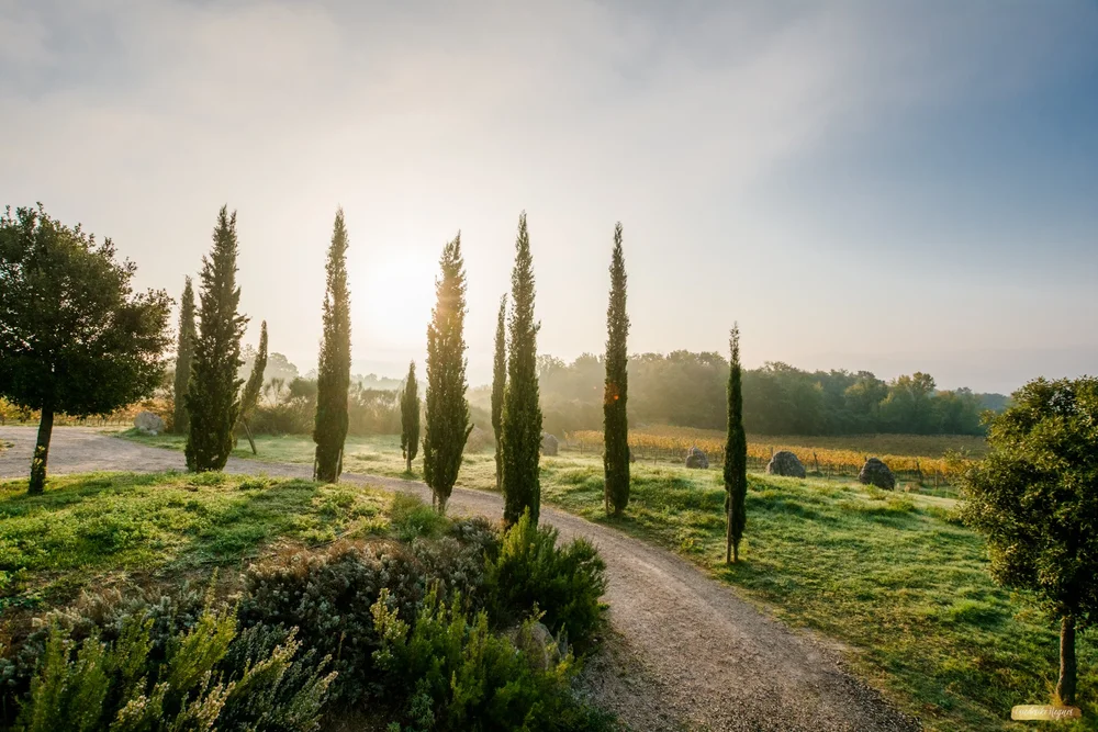 ©Friederike Hegner_2018_okt2017_itsagrapestory_Valdonica-2.jpg