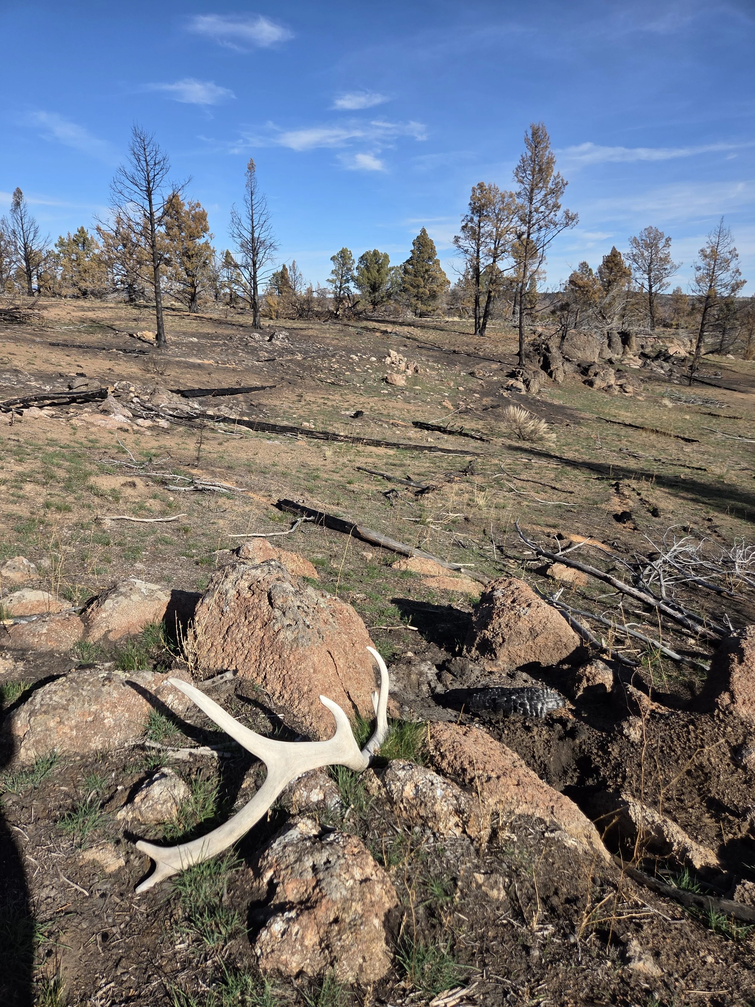 Ghost Bull over the horizon…