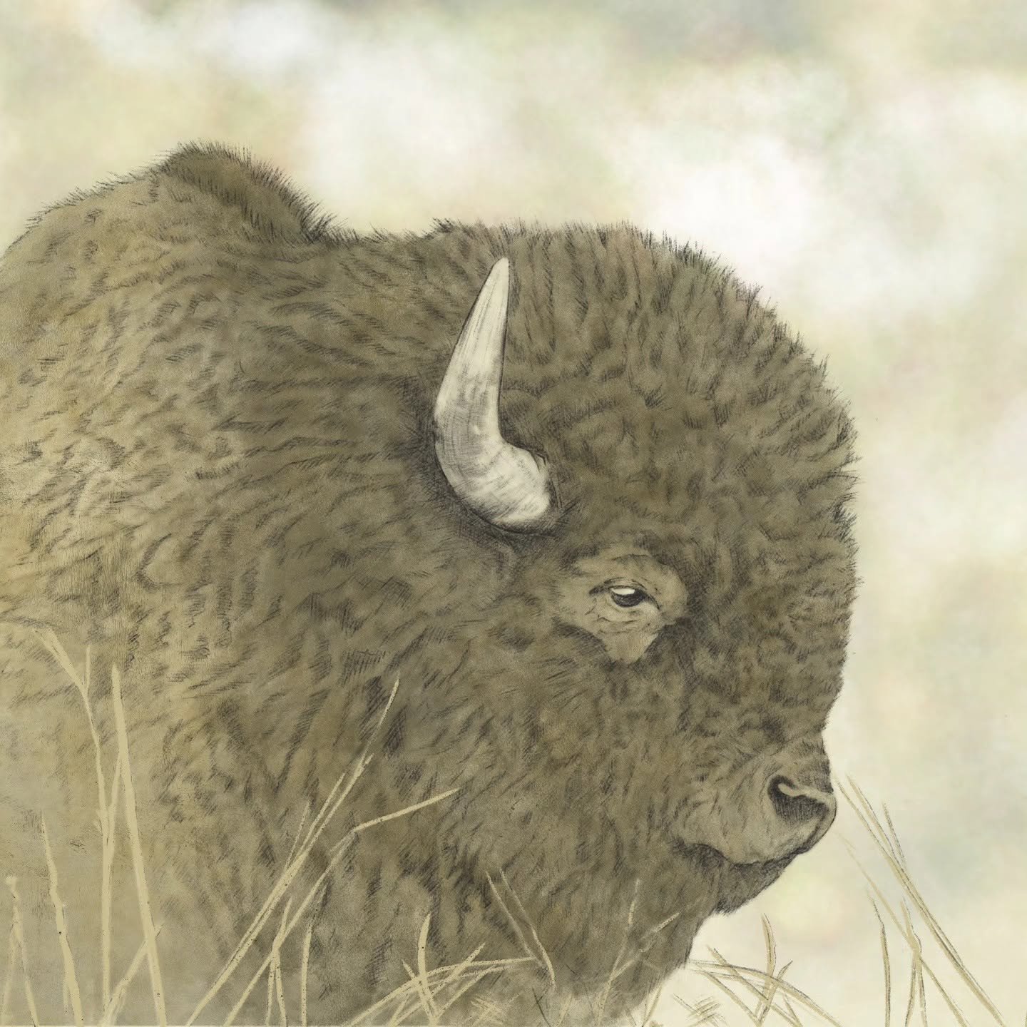 The Relic of the American Bison