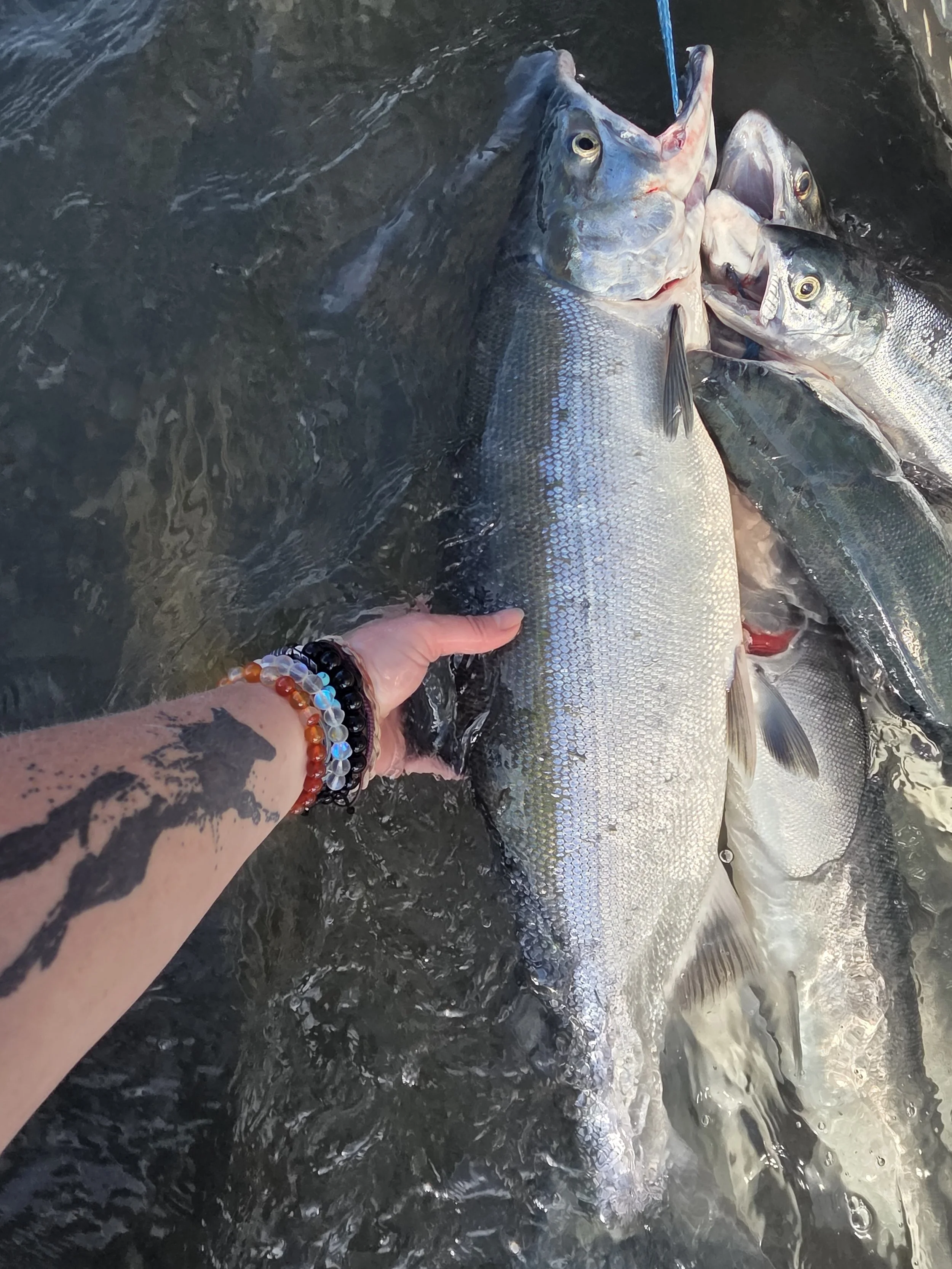 Battling Sockeye Salmon on the Kenai River