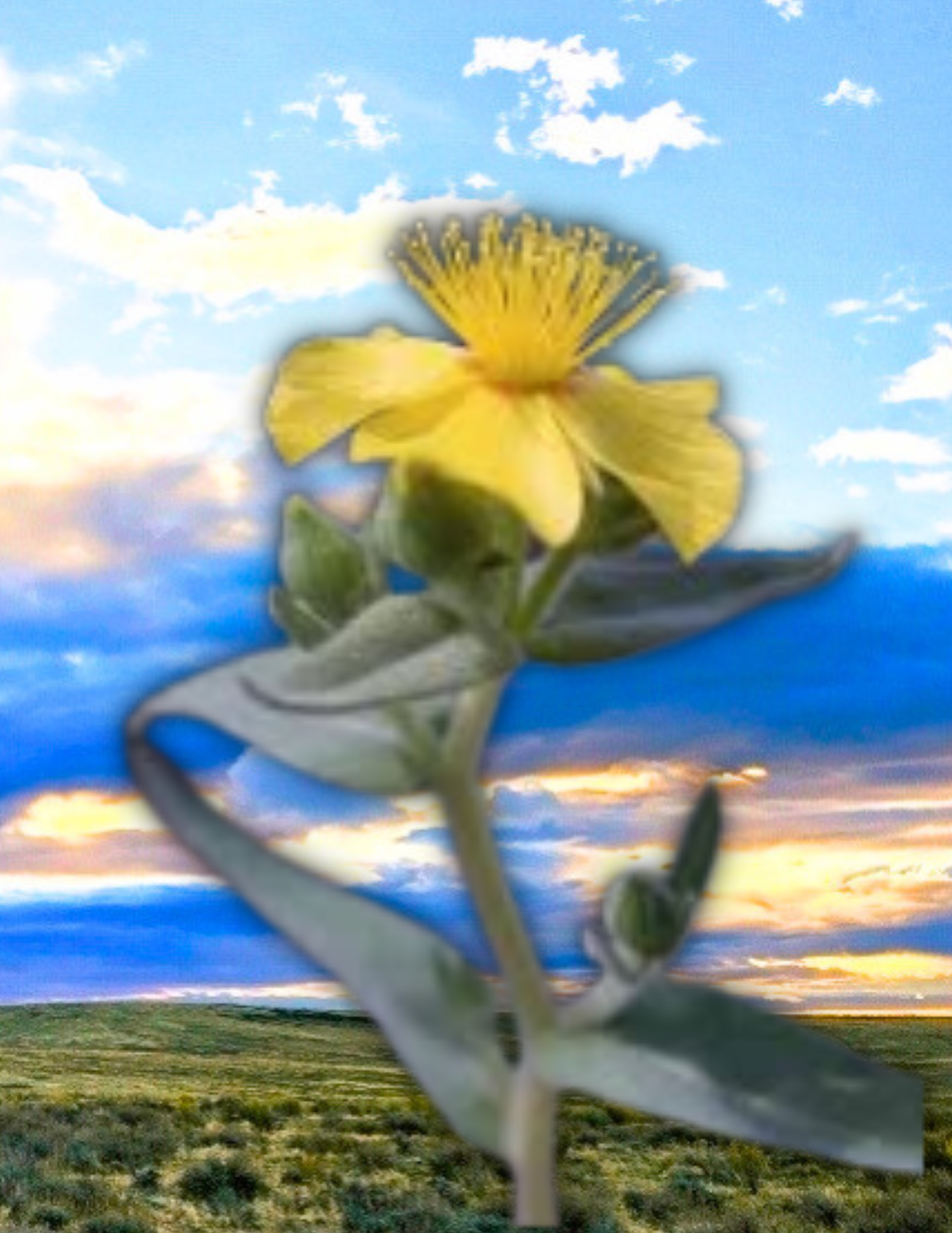 Untitled design (29).png