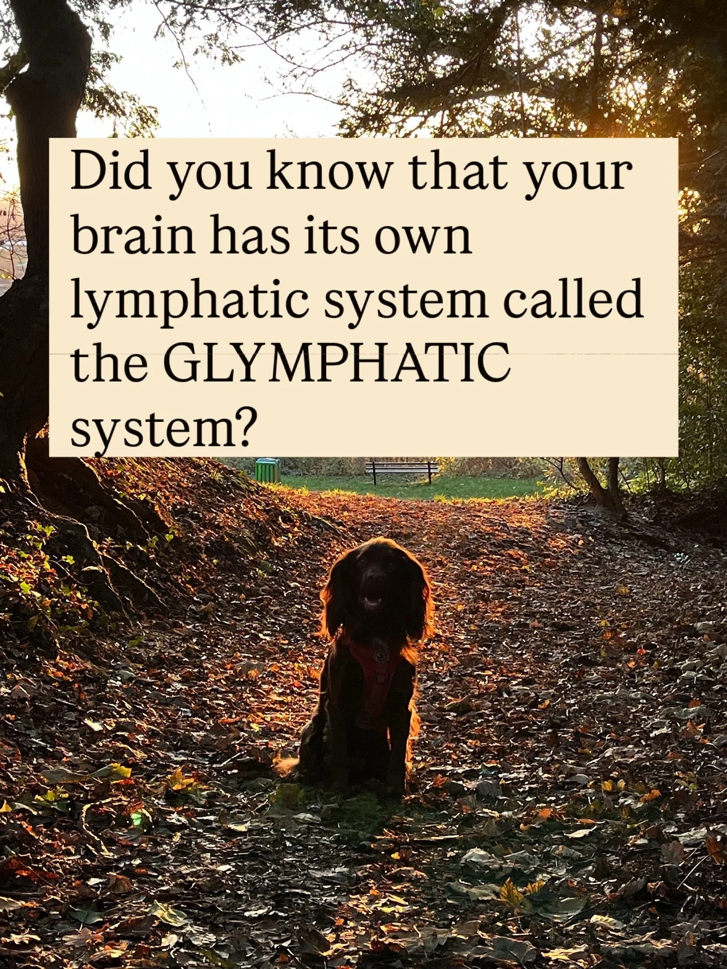 Did you know you have your brain has its own waste clearance system that works while you sleep?

The Glymphatic system supports our brain by transporting nutrients and clearing toxin and it functions most during our deep sleep cycles. 

This is why w