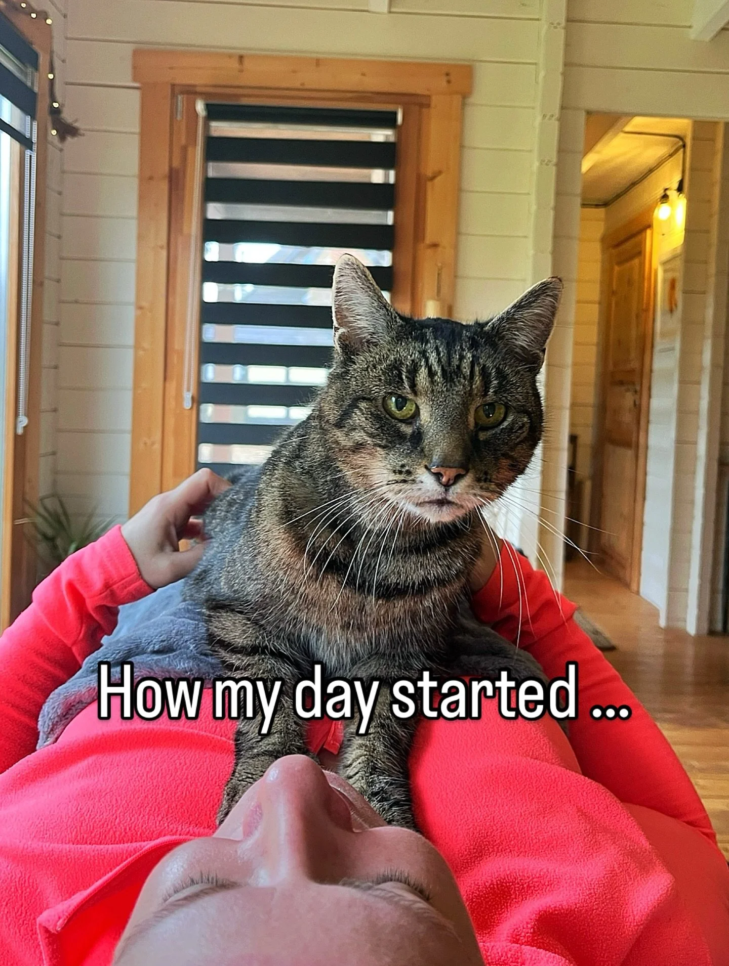 Sometimes Jasper snoozes quietly in the chair while I&rsquo;m treating, other days he stomps round the couch meowing.  This morning he joined my lovely client at the end of her Bowen Technique session for some cat cuddles. 

After lunch it was my tur