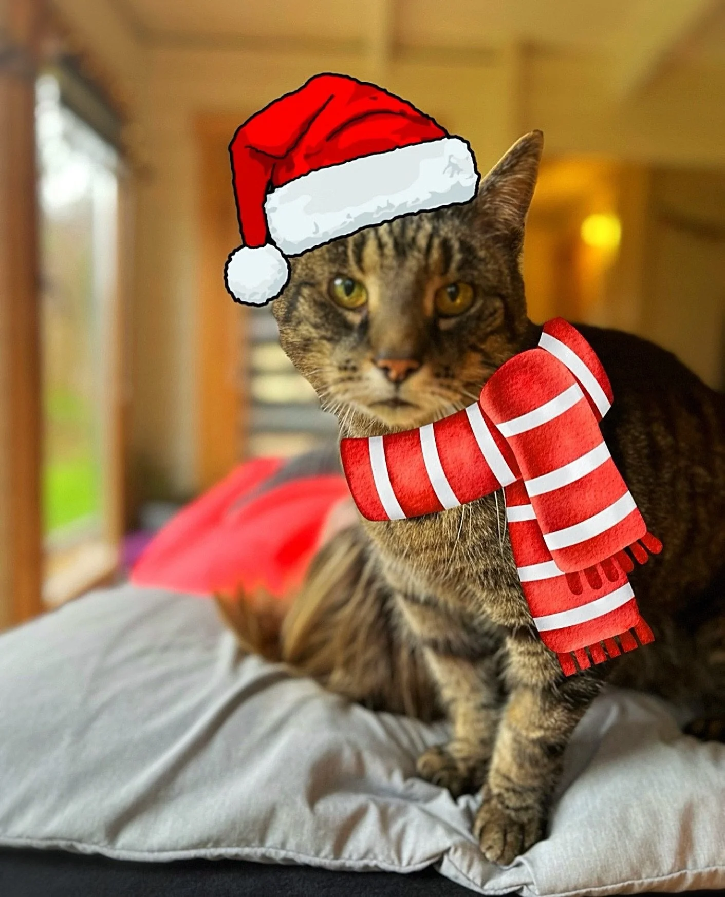 𝗠𝘆 𝗖𝗵𝗿𝗶𝘀𝘁𝗺𝗮𝘀 𝗯𝗿𝗲𝗮𝗸 𝗵𝗮𝘀 𝗻𝗼𝘄 𝗼𝗳𝗳𝗶𝗰𝗶𝗮𝗹𝗹𝘆 𝘀𝘁𝗮𝗿𝘁𝗲𝗱! 🥳

𝗜 𝗮𝗺 𝘁𝗮𝗸𝗶𝗻𝗴 𝗮 𝗳𝗮𝗯𝘂𝗹𝗼𝘂𝘀 𝗮𝗻𝗱 𝗺𝘂𝗰𝗵 𝗻𝗲𝗲𝗱𝗲𝗱 𝘁𝘄𝗼 𝘄𝗲𝗲𝗸𝘀 𝗼𝗳𝗳 𝘄𝗼𝗿𝗸.  𝗜𝘁 𝗵𝗮𝘀 𝗯𝗲𝗲𝗻 𝗮 𝘃𝗲𝗿𝘆 𝗯𝘂𝘀𝘆 𝘆𝗲𝗮𝗿, 𝗳