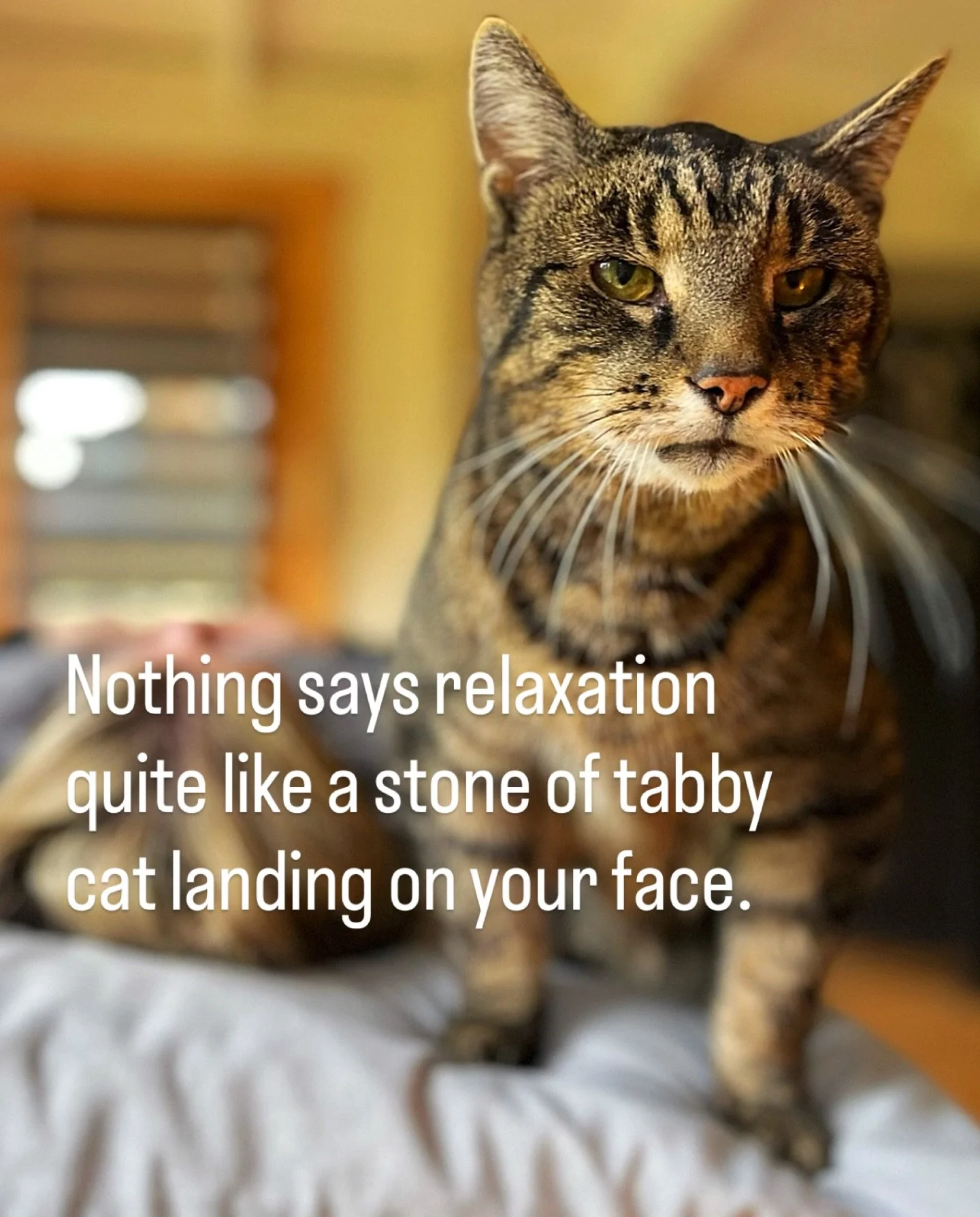 If you don&rsquo;t like cats, I&rsquo;m not the therapist for you. 😉

#sorrynotsorry #therapistlife #holistichealthandwellness #therapycat #herefordshire