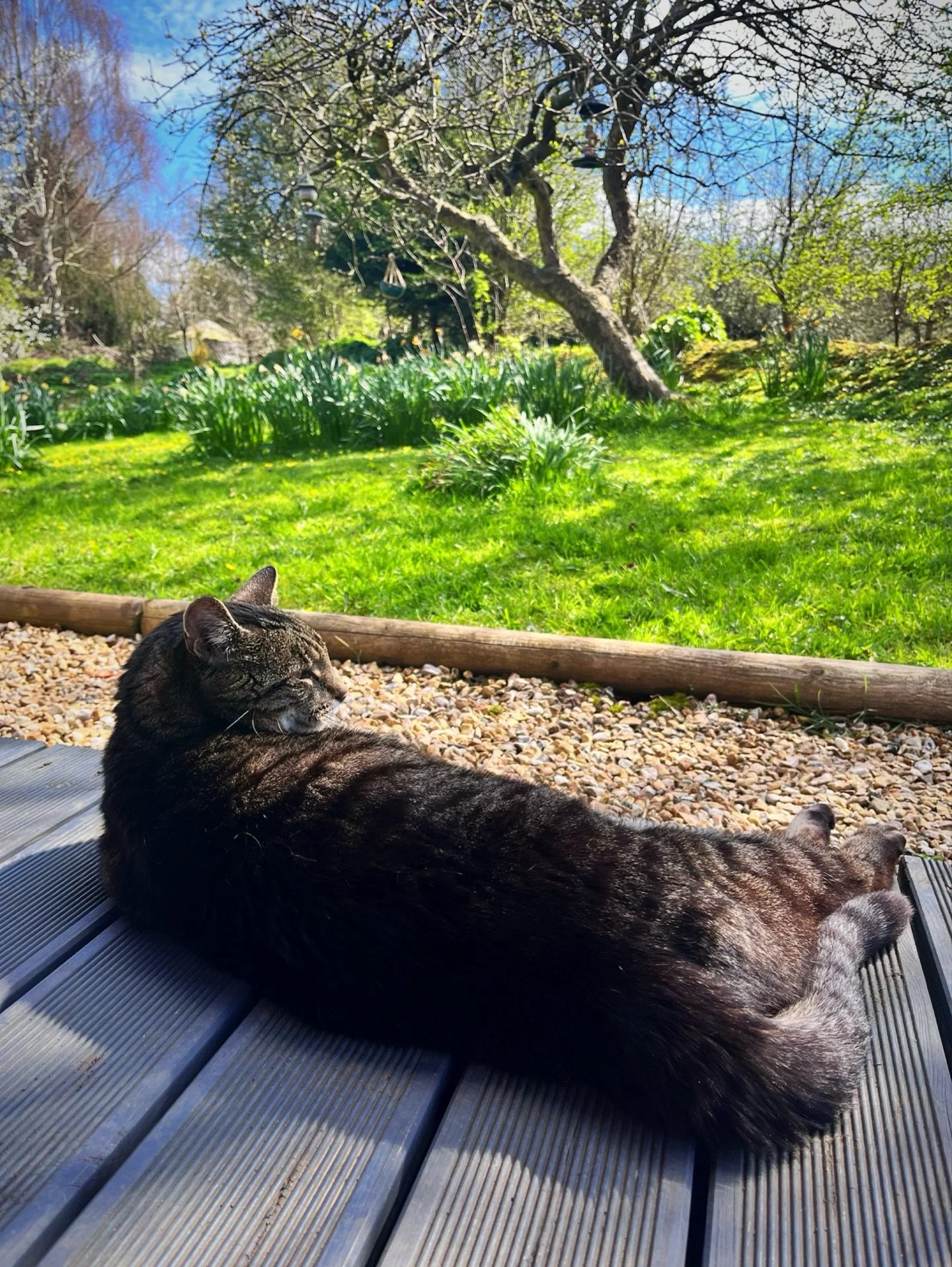 Well, what a fabulous day.  Am I allowed to moan that it&rsquo;s too hot? 🙄 Air con has been on for the first time this year in my Shed.  Jasper has enjoyed watching the squirrels playing in the sun &hellip; too old now to be bothered to chase them.