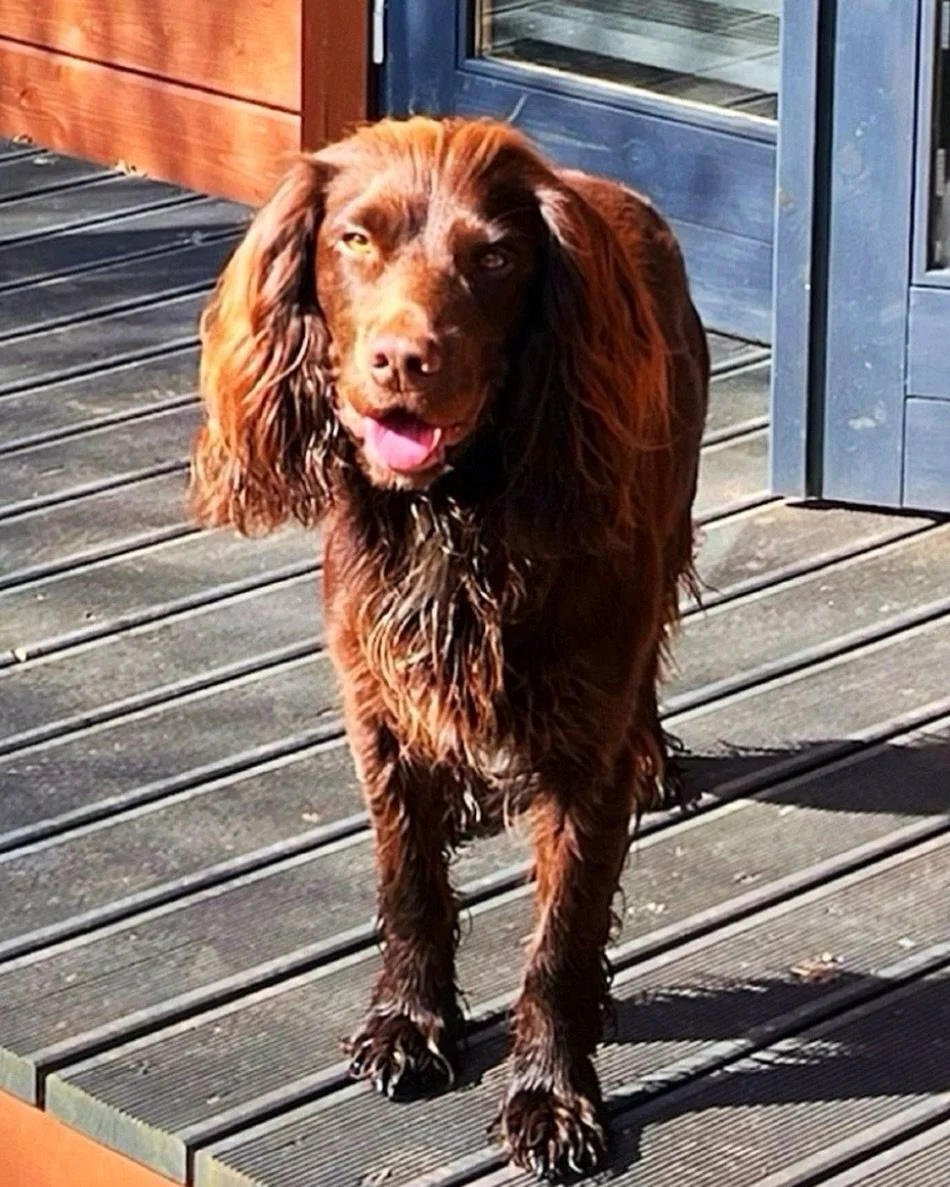 𝗛𝗮𝗽𝗽𝘆 𝗚𝗼𝘁𝗰𝗵𝗮 𝗗𝗮𝘆 𝘁𝗼 𝗼𝘂𝗿 𝗽𝘂𝗽 𝘄𝗵𝗼 𝗯𝗼𝘂𝗻𝗰𝗲𝗱 𝗶𝗻𝘁𝗼 𝗼𝘂𝗿 𝗹𝗶𝘃𝗲𝘀 𝟰 𝘆𝗲𝗮𝗿𝘀 𝗮𝗴𝗼. 🤎

𝗔𝘀 𝗮 𝘁𝗵𝗲𝗿𝗮𝗽𝘆 𝗱𝗼𝗴, 𝗵𝗲 𝗻𝗲𝗲𝗱𝘀 𝗮 𝗹𝗶𝘁𝘁𝗹𝗲 𝘄𝗼𝗿𝗸 - 𝘂𝗻𝗹𝗲𝘀𝘀 𝘆𝗼𝘂 𝘄𝗮𝗻𝘁 𝗵𝗶𝘀 𝗳𝗮𝗰𝗲 𝗽𝗼𝗽