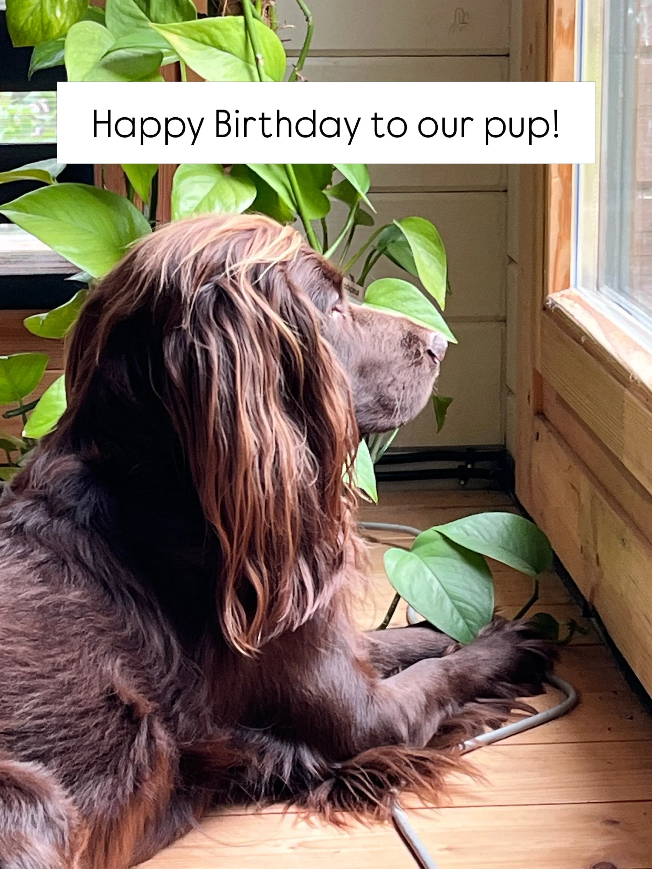 Our birthday boy, 5 today! 🎈

#therapydogintraining #therapydogsofinstagram #sprockerlife #therapistlife #holistichealthandwellness
