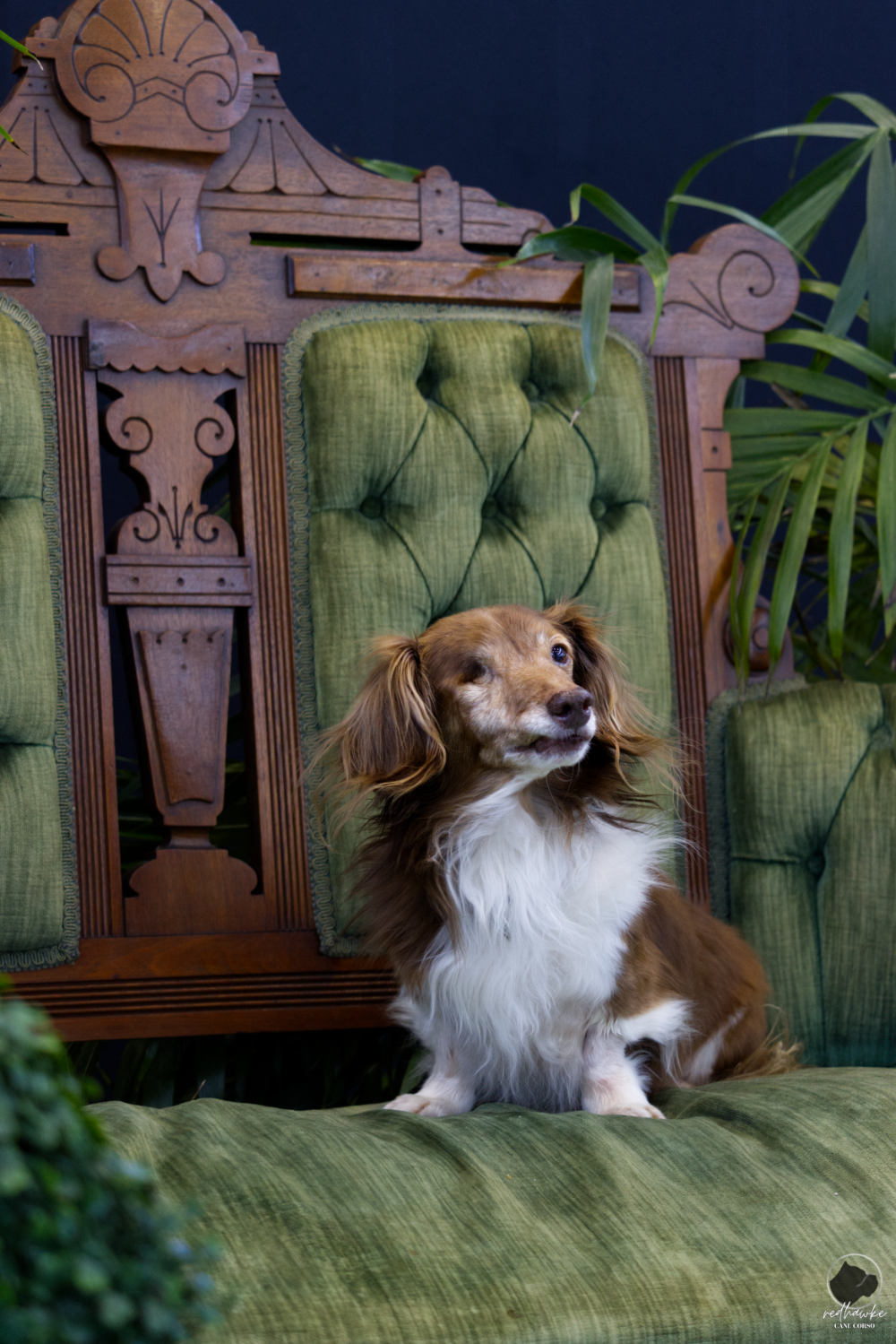 Ari, longhair dachshund.