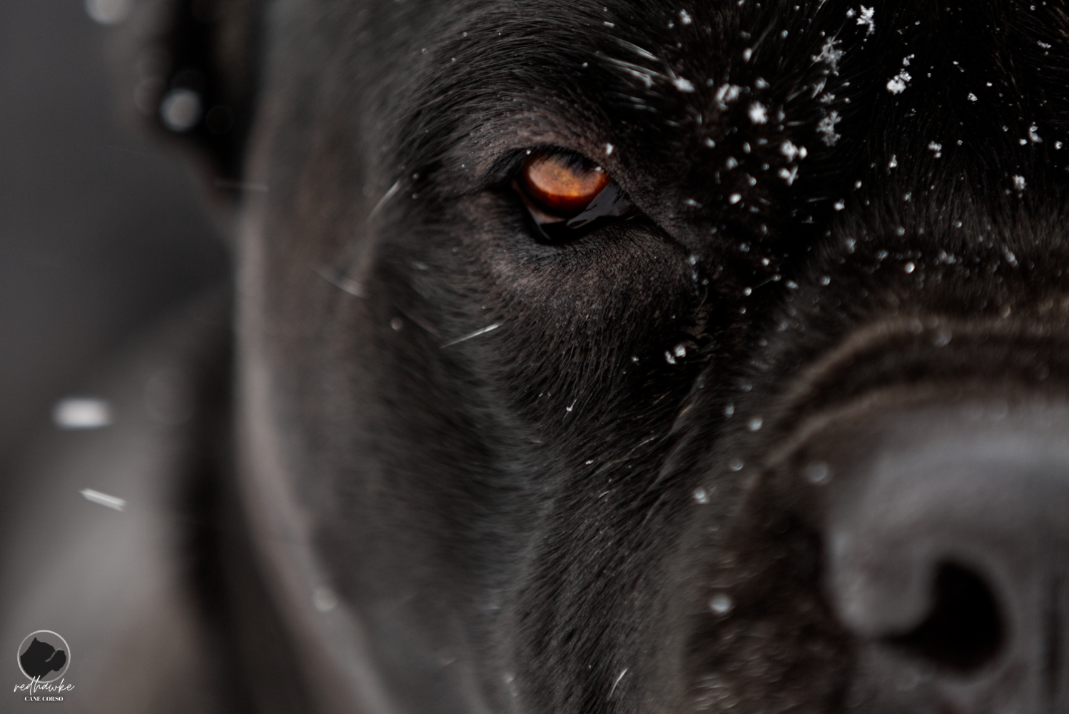 A narrow focused close up of Serenity's eye.