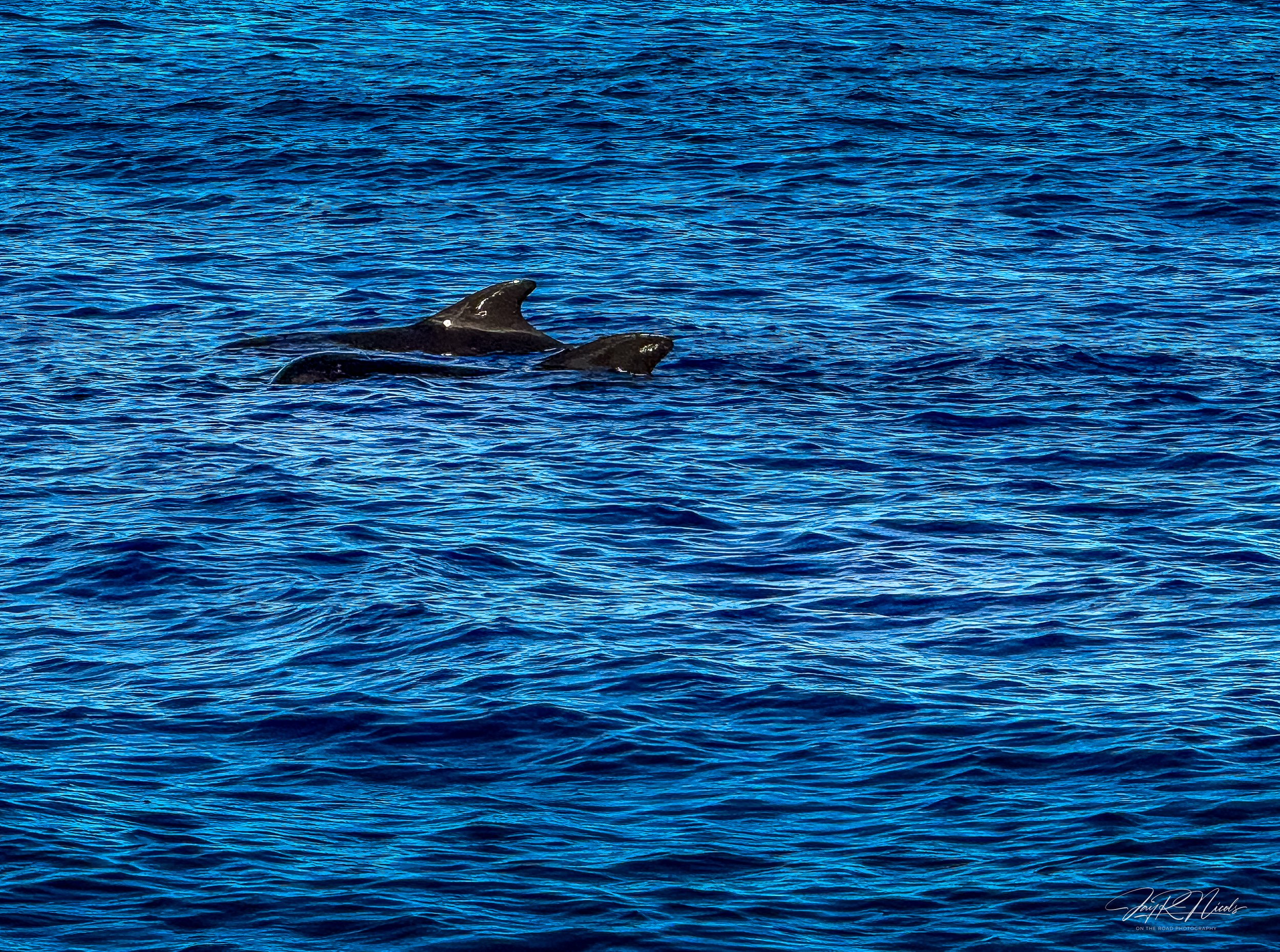 Hawaii Dolphins.jpg