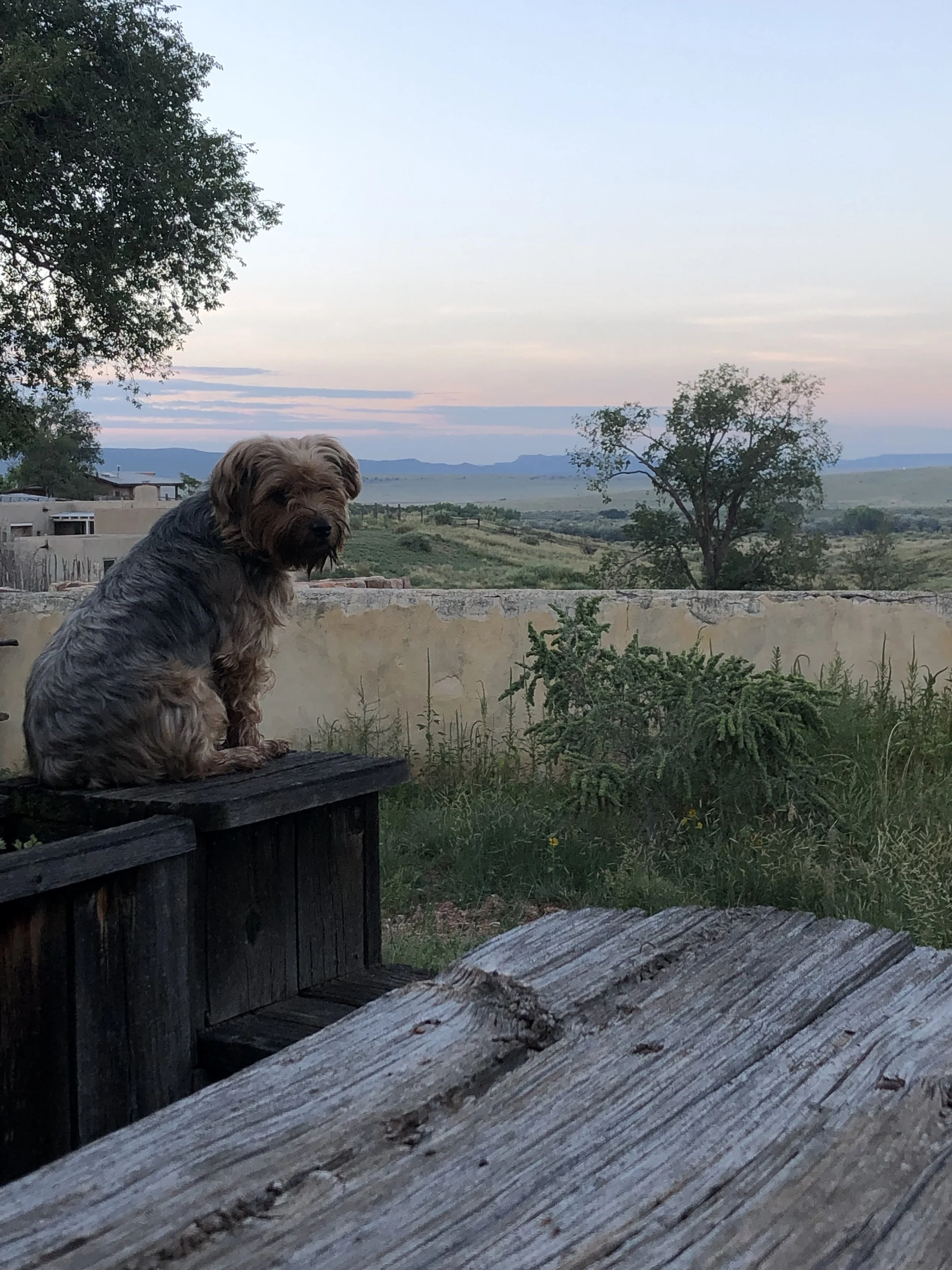 08 - Benny surveying new mexico landscape.jpeg