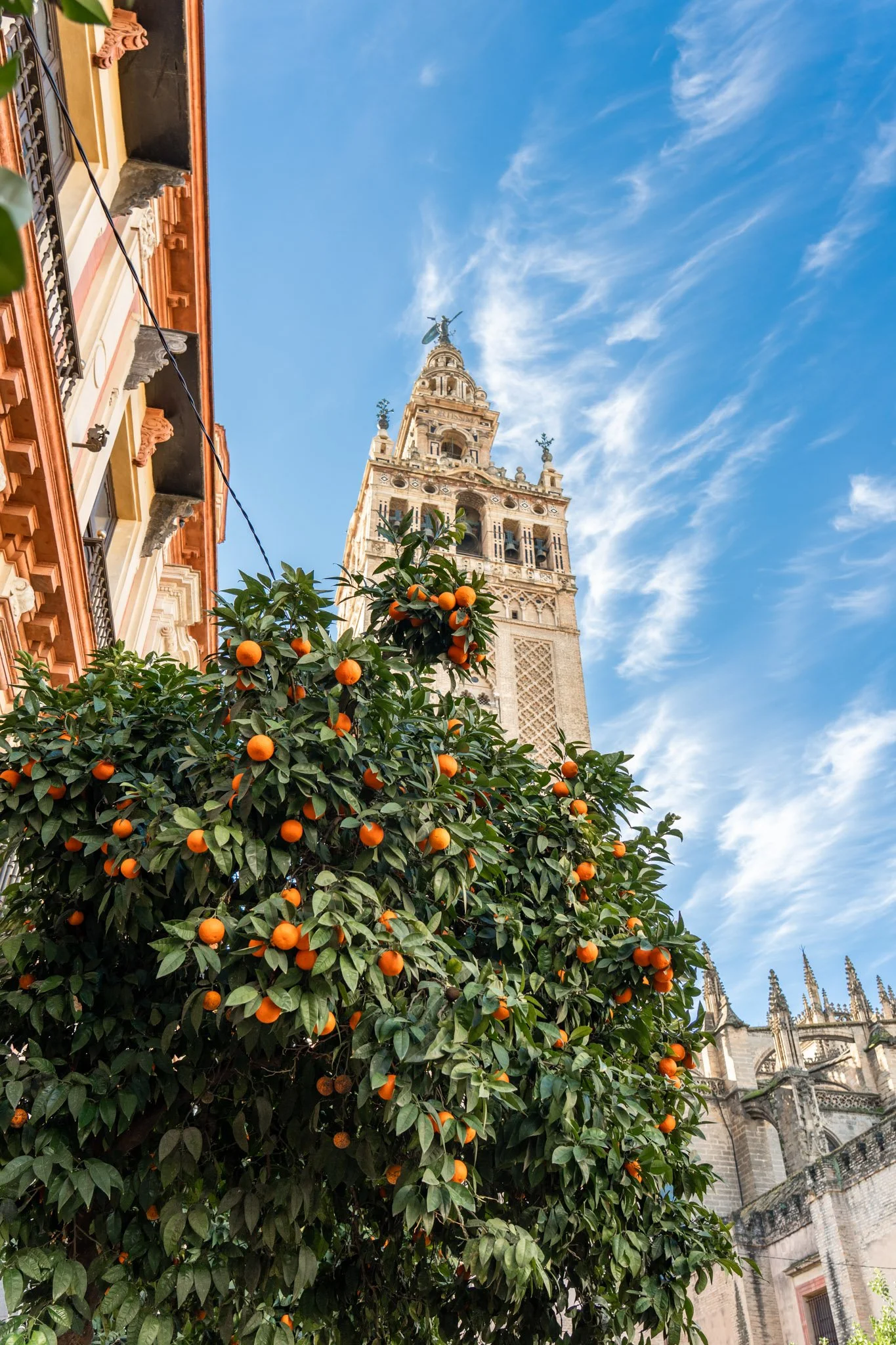 A tall clock tower with ornate architecture under a blue sky with wispy clouds, next to an orange tree with ripe oranges.