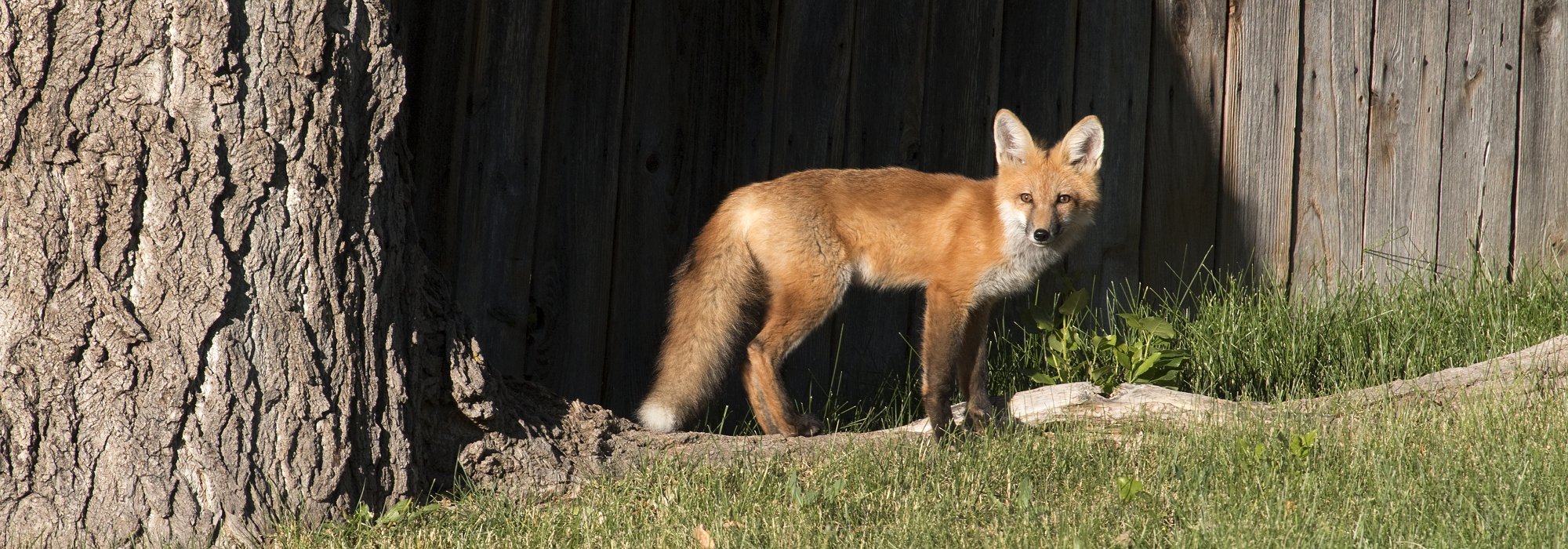Fox