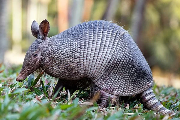 Armadillo
