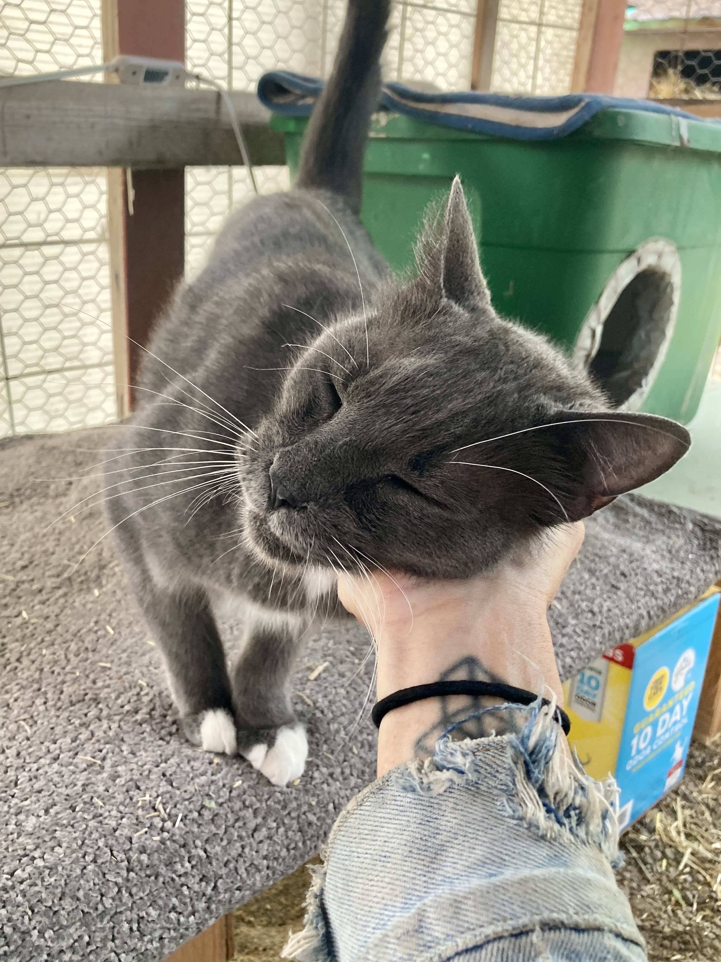 MEOW_Edith_Friendly_Spayed_Vax Unknown 5.jpg
