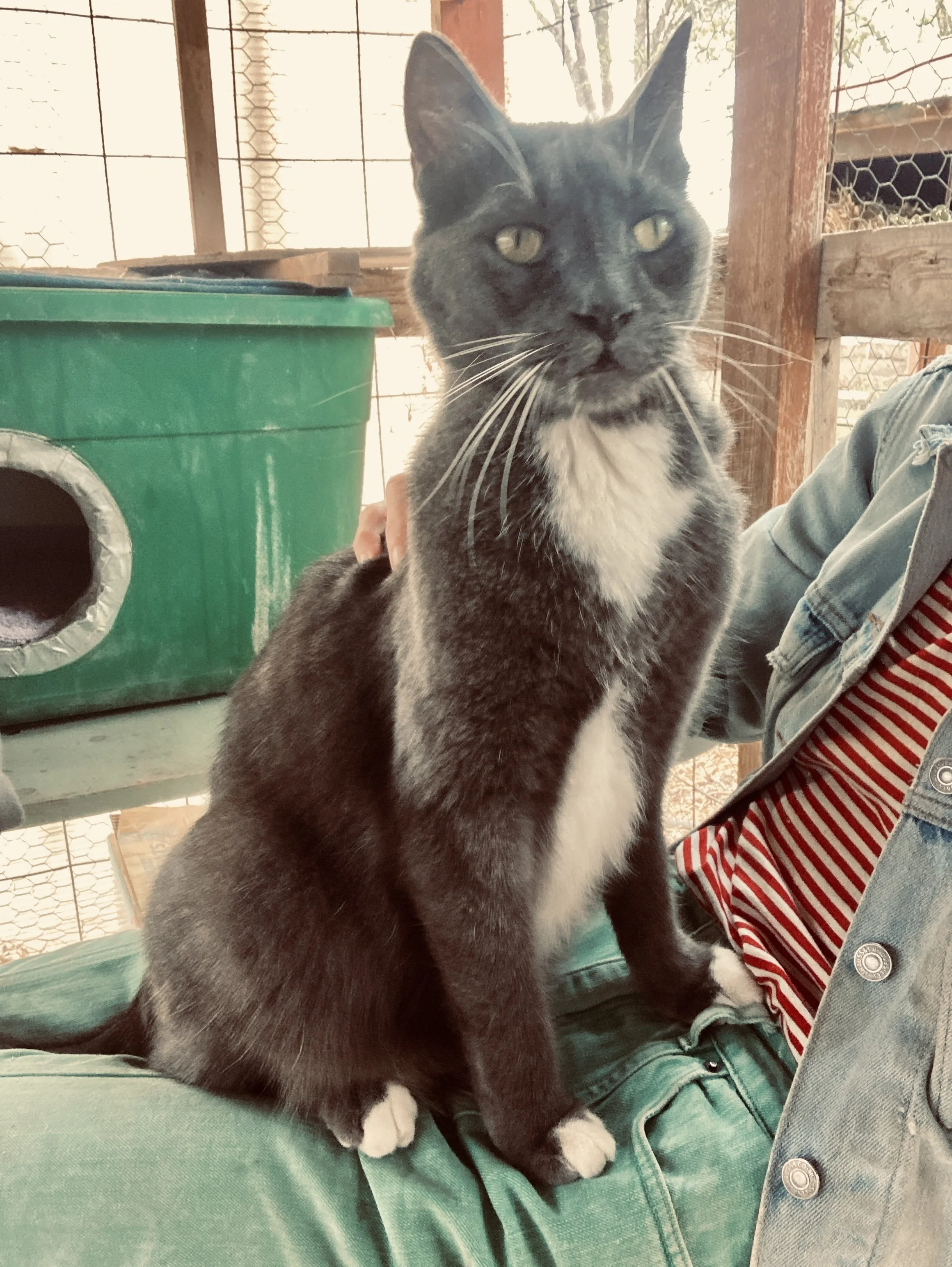MEOW_Edith_Friendly_Spayed_Vax Unknown 6.jpg
