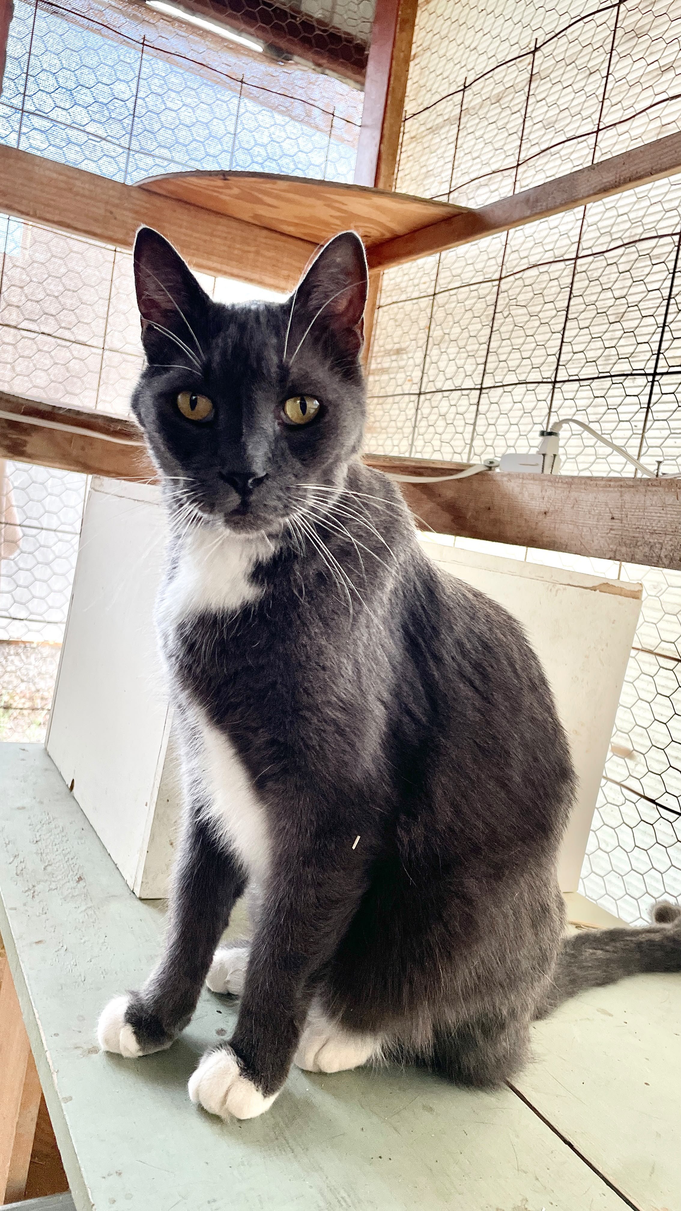 MEOW_Edith_Friendly_Spayed_Vax Unknown 8.jpeg