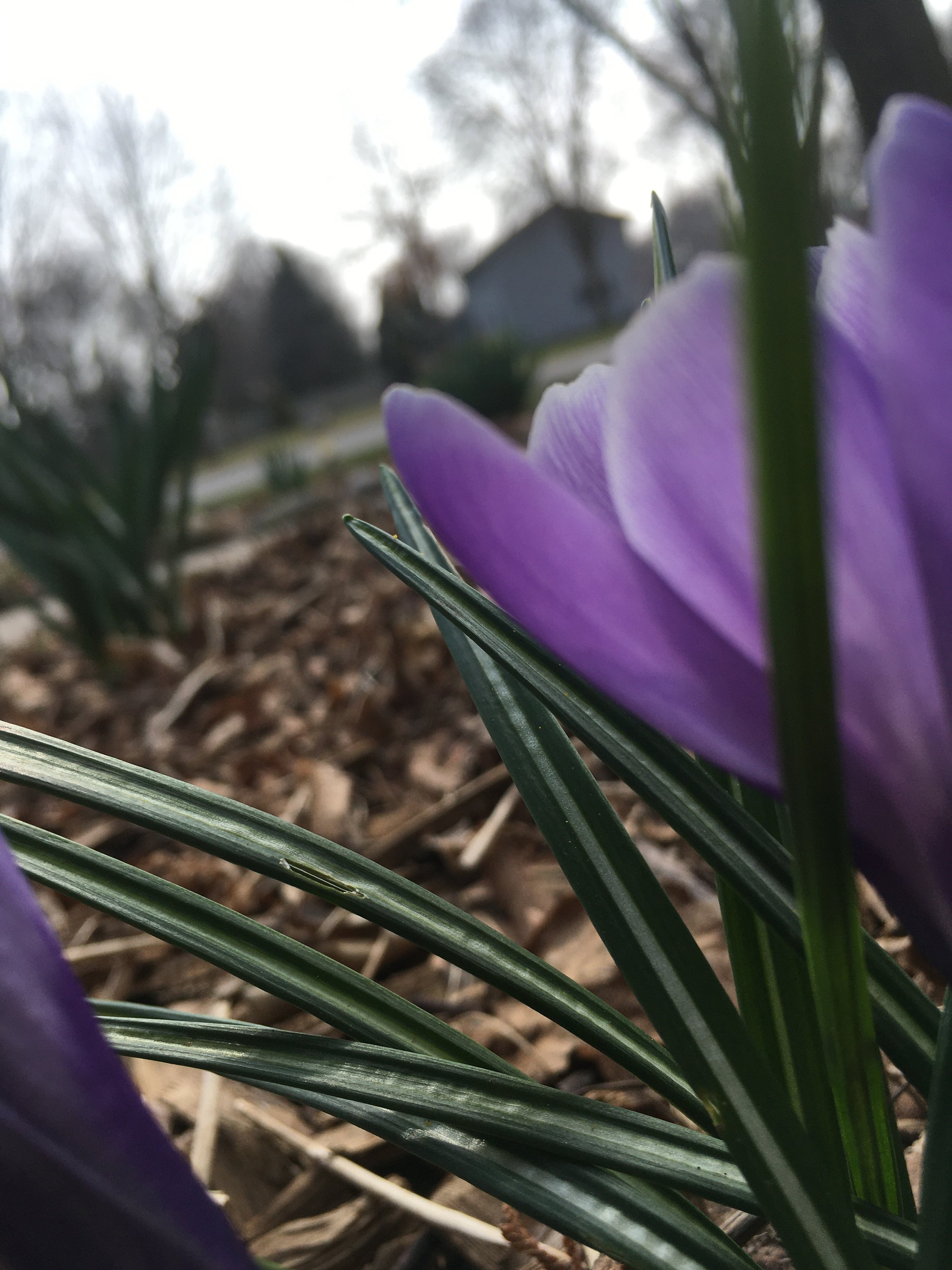 A purple tulip on an overcast spring day.