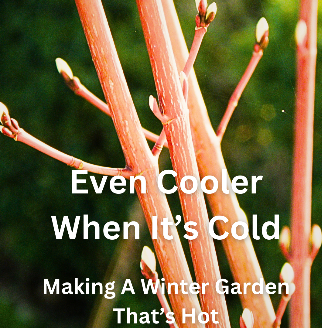 Winter Garden.png