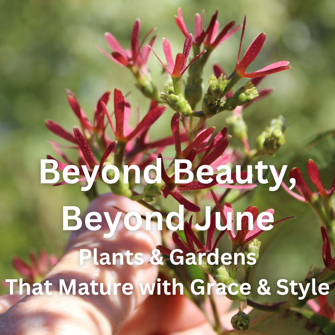 Beyond Beauty.png