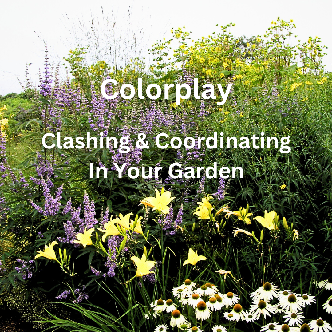Colorplay.png