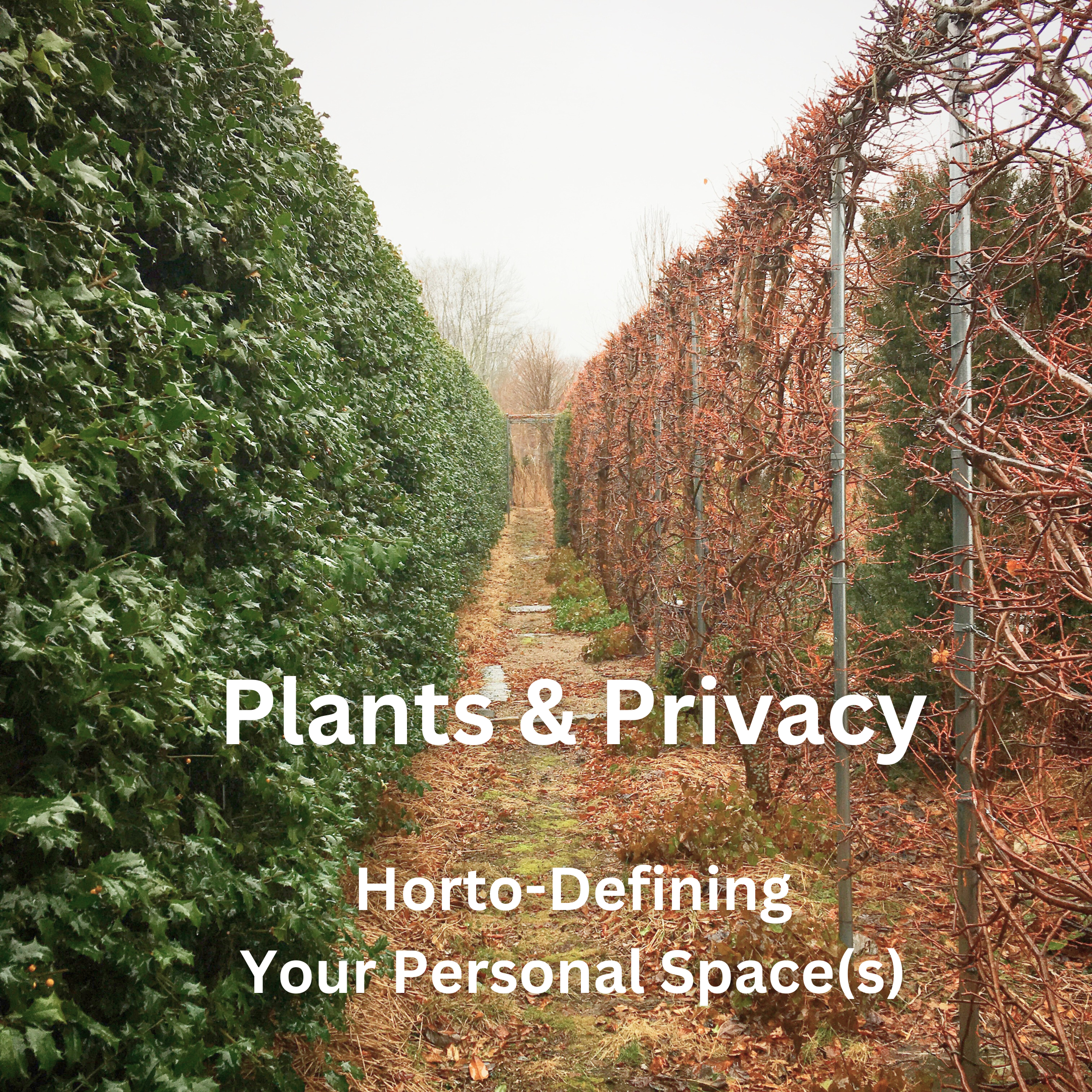 Plants & Privacy LRDMPLS IG cover.png
