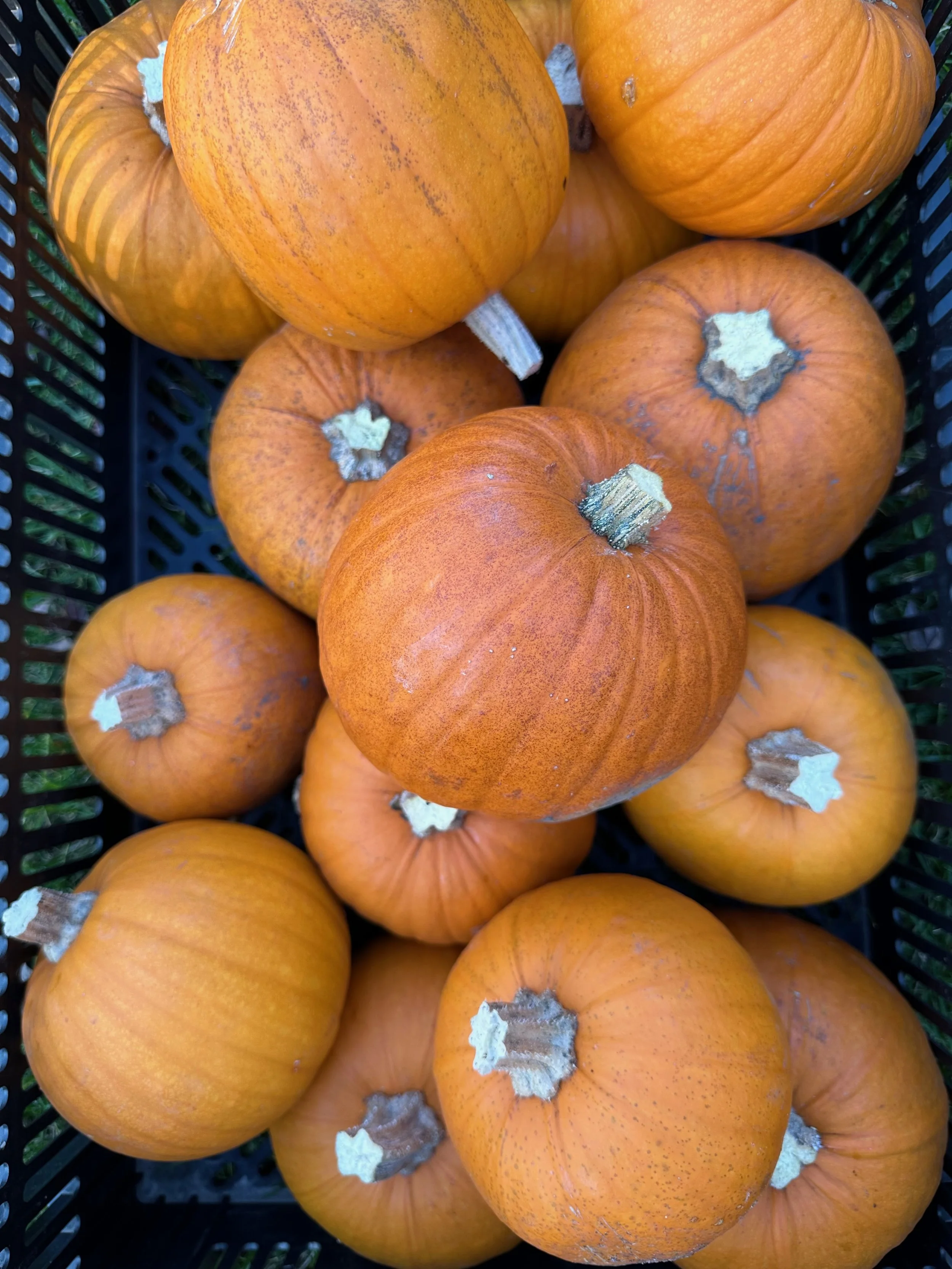 Pumpkin Butter