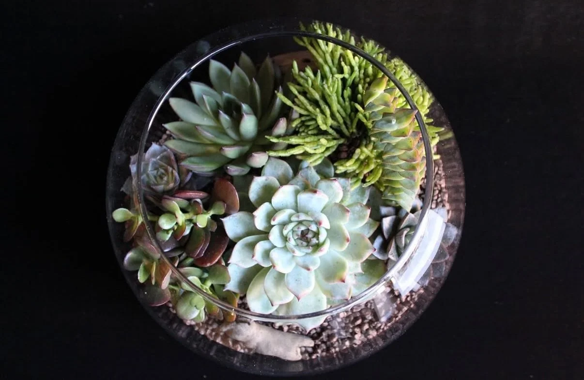 Create a Terrarium- $65 