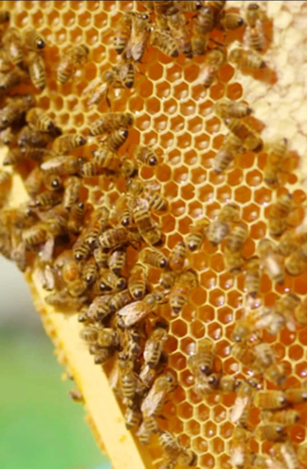 Beekeeping 101 - Introduction to Beekeeping