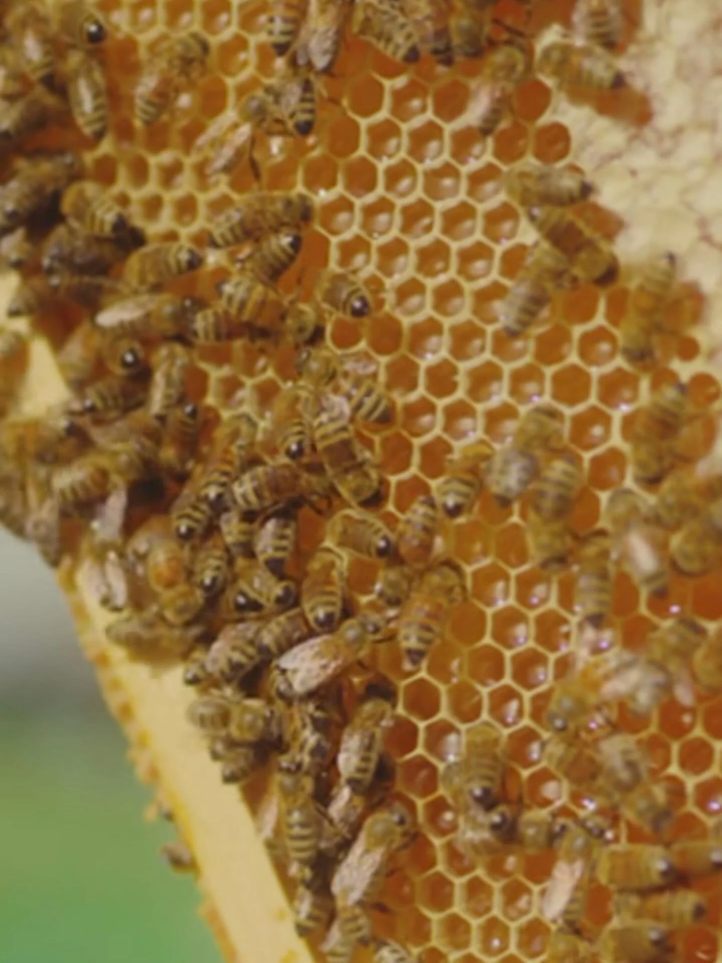 An afternoon of honey, learning, and conversation.

Taste a selection of Hudson Valley honeys and spend time with Certified Master Beekeeper Paul MacPhail and Bee Hollow Farm as we explore the role bees play in biodiversity, local agriculture, and ou