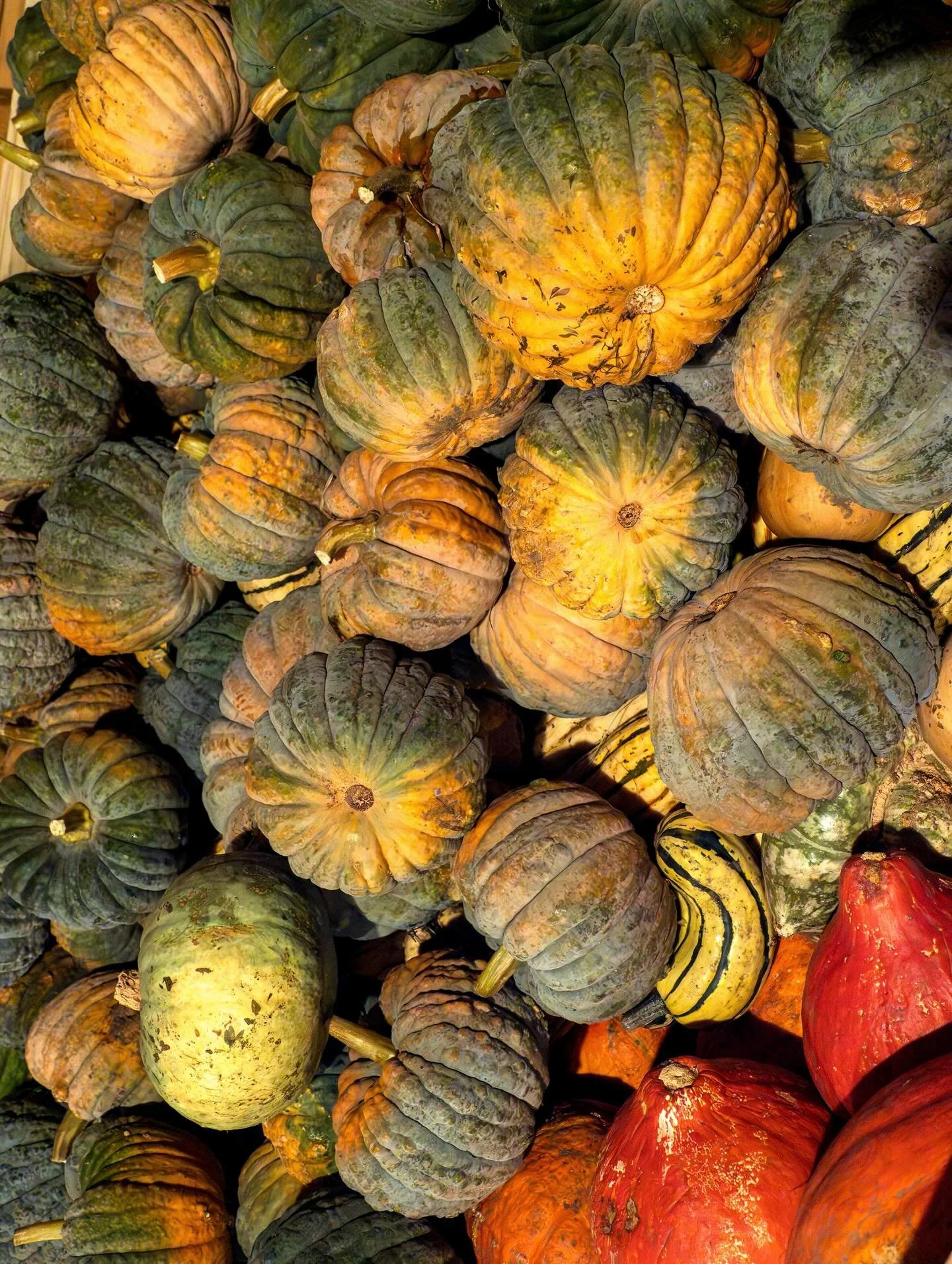 Thanksgiving reminds us how deeply food carries meaning to memory, place, and the people who grow and share it. 

Slow Food Hudson Valley extends this idea year-round as part of a global grassroots movement committed to food that is good, clean, and 