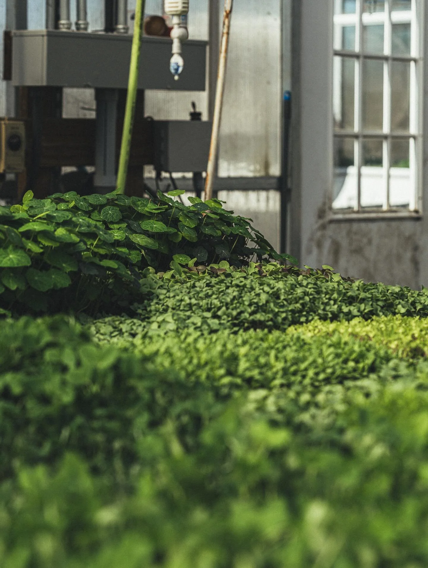 Longer days. Softer light. An invitation to gather.&nbsp;

Wild Hudson Valley, presented by Rigor Hill Farm A spring benefit for Slow Food Hudson Valley
Sunday, April 26 | 2&ndash;5 PM Liberty Farms | Ghent, NY Ticketed event &middot; $100 &middot; l