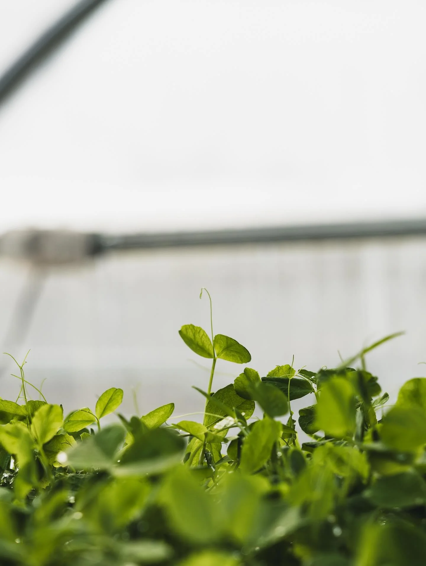 We&rsquo;re looking toward spring in the Hudson Valley&mdash;new growth on the farms, a return to foraging, and a new season of shared tables.

Wild Hudson Valley, presented by Rigor Hill Farm A spring benefit for Slow Food Hudson Valley
Sunday, Apri