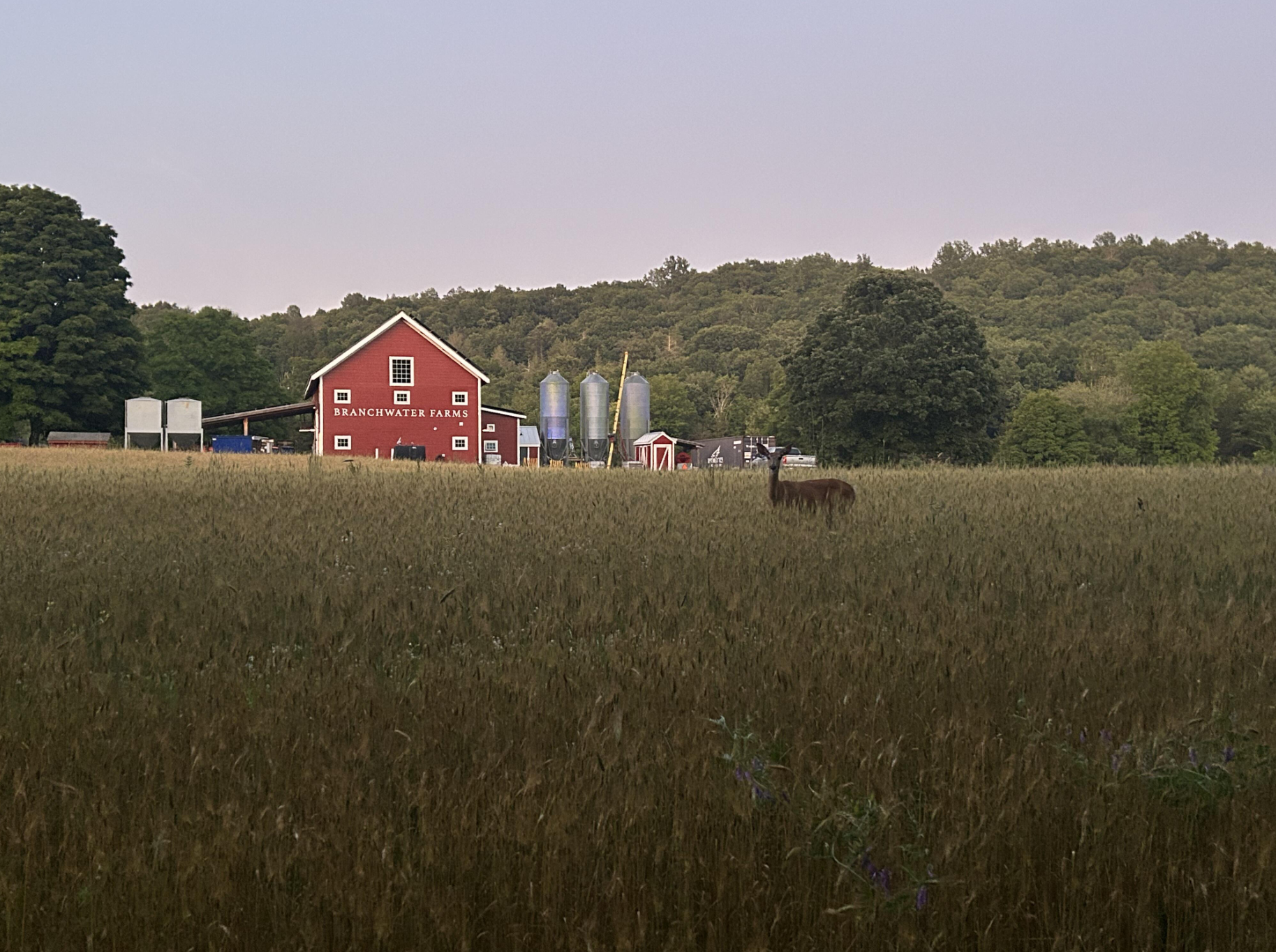 Summer Farm Walk at Branchwater Farms