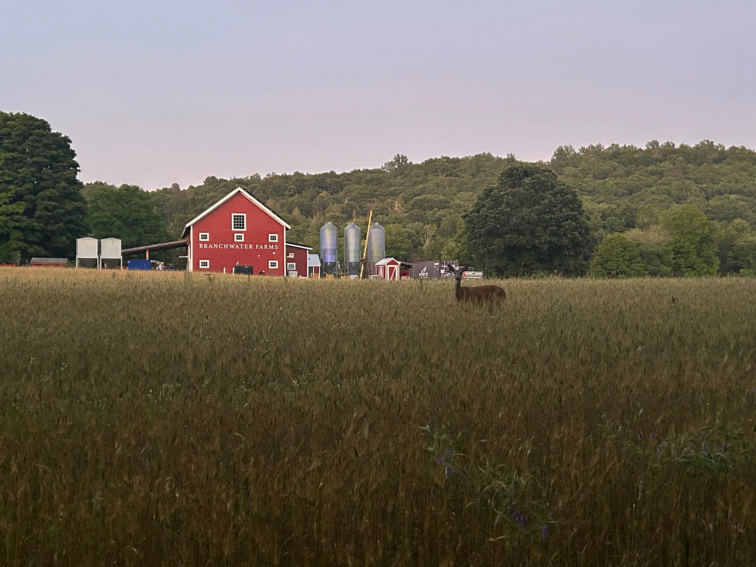 When Robin and Kevin first stepped onto the land that would become Branchwater Farms, they saw possibility in its cedar forests, winding creek, old dairy barn, and quiet valley landscape. More than a decade later, that vision has grown into an integr