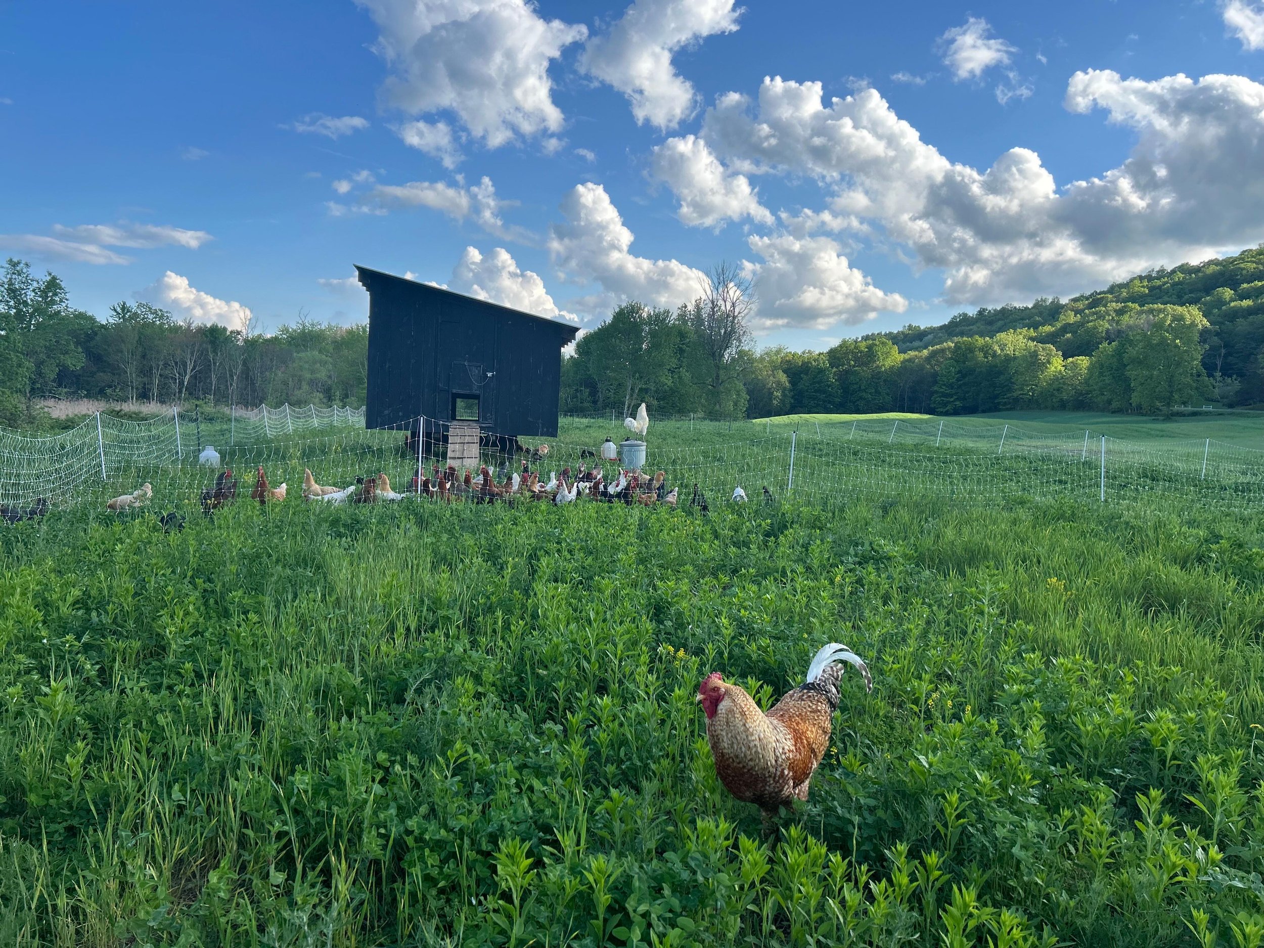 Slow Food Hudson Valley Summer Farm Walk
Saturday, June 6 | 3&ndash;5 PM
Branchwater Farms
818 Salisbury Turnpike, Milan, NY

Branchwater Farms was built around a simple but ambitious idea: farming in reciprocal relationship with the land. Today the 