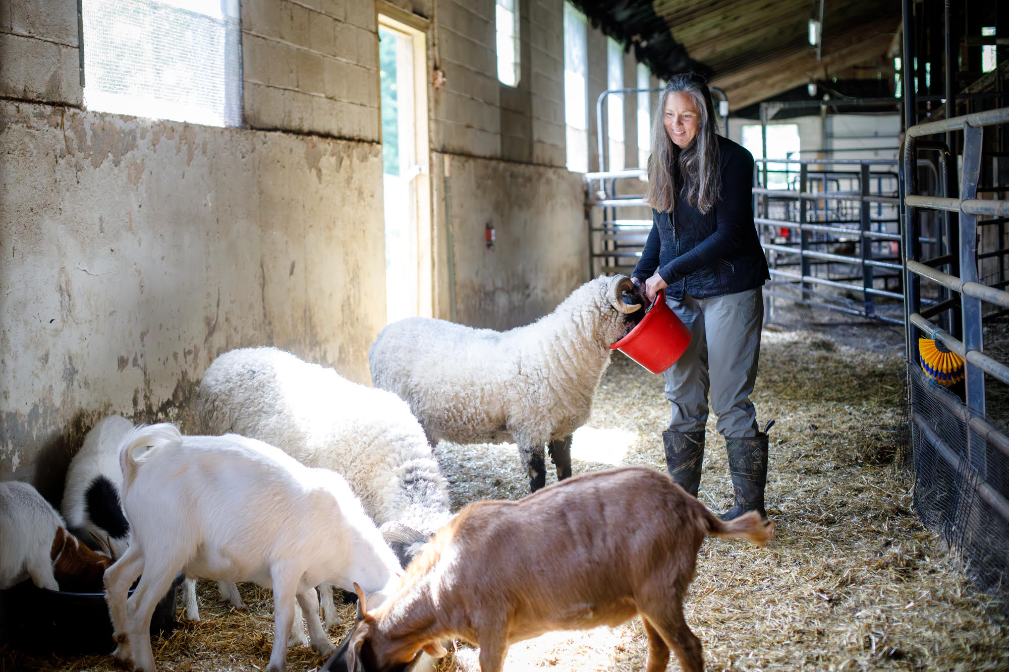“Keeping Farmers Farming”: A Conversation with Slow Food Hudson Valley Grant Recipient Berkshire Agricultural Ventures