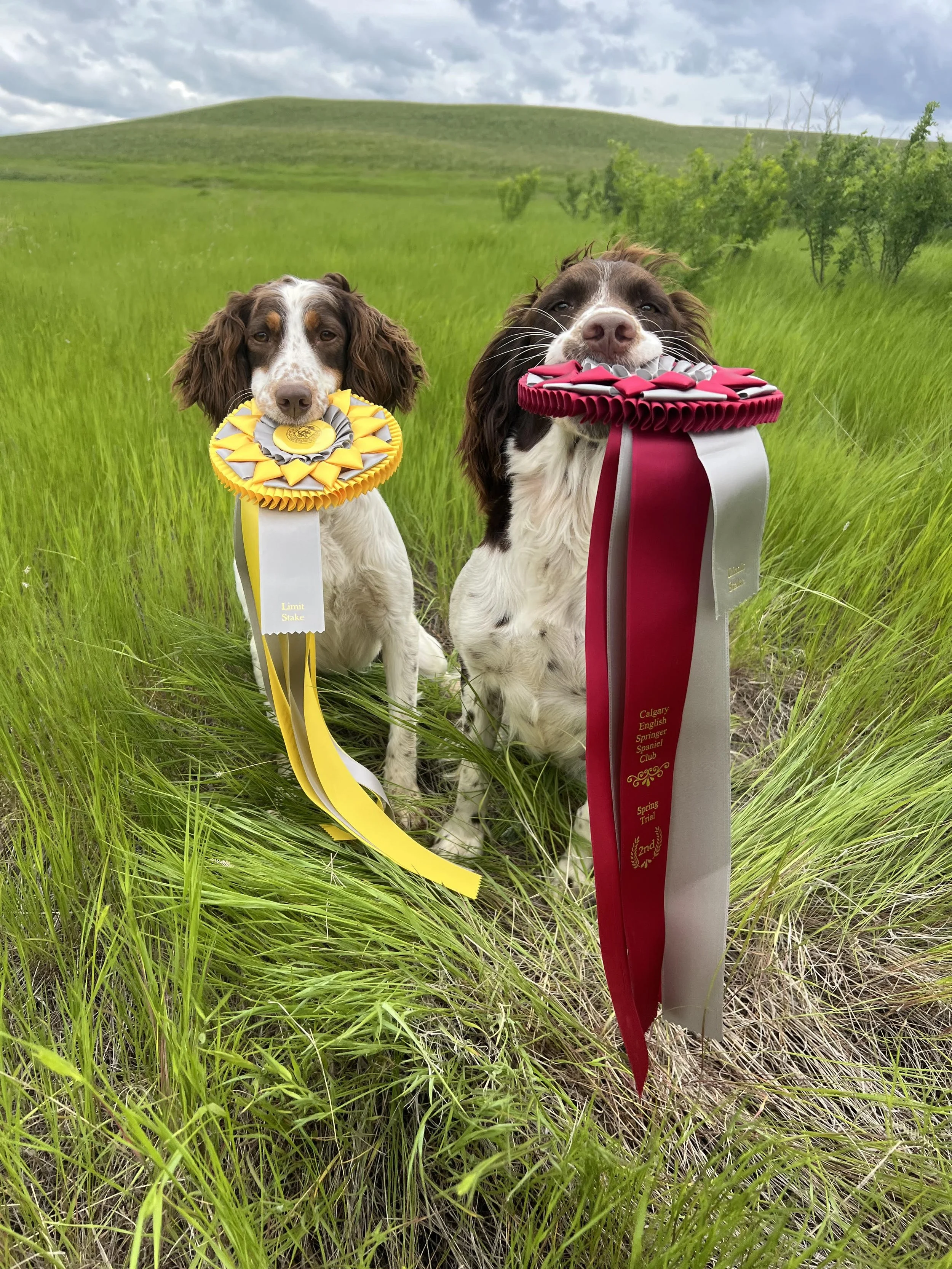Services — Prairie Fauna Kennels