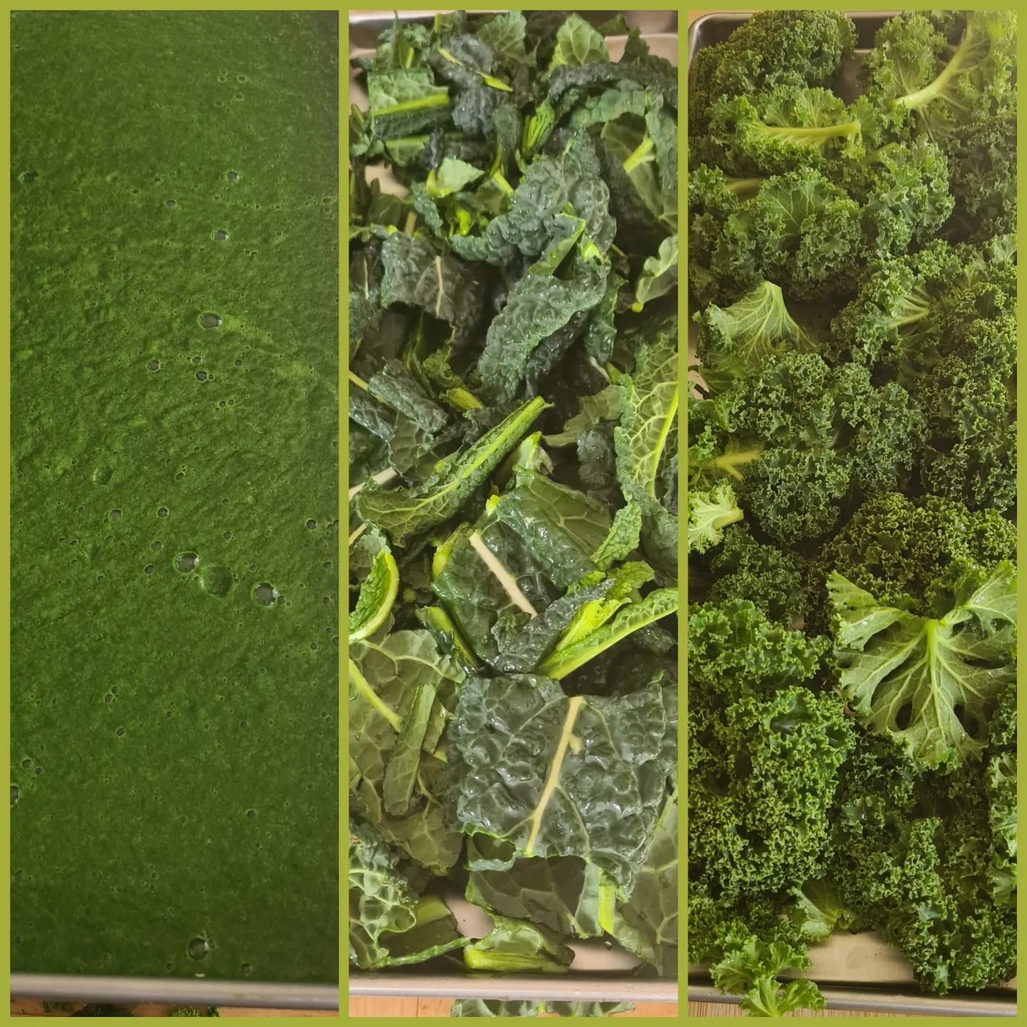 As the growing seasons come to a close, a #harvestrightfreezedryer is the perfect way to preserve your veg. Ensuring you have tasty nutritional food all winter long. 

We have preserved curly and Nero kale in complete leaf form with a tray of blended