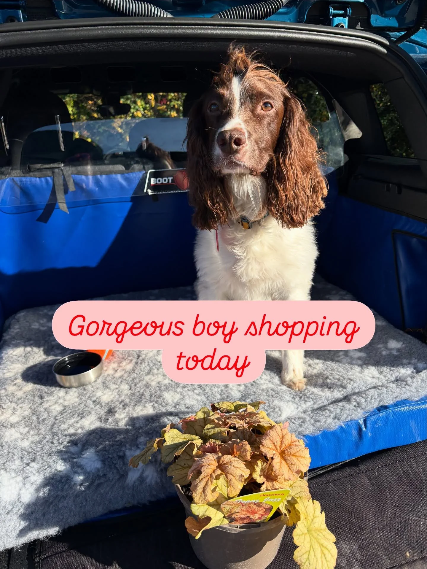 Bear - second sitting following his star role @ priory park 😍😍😍