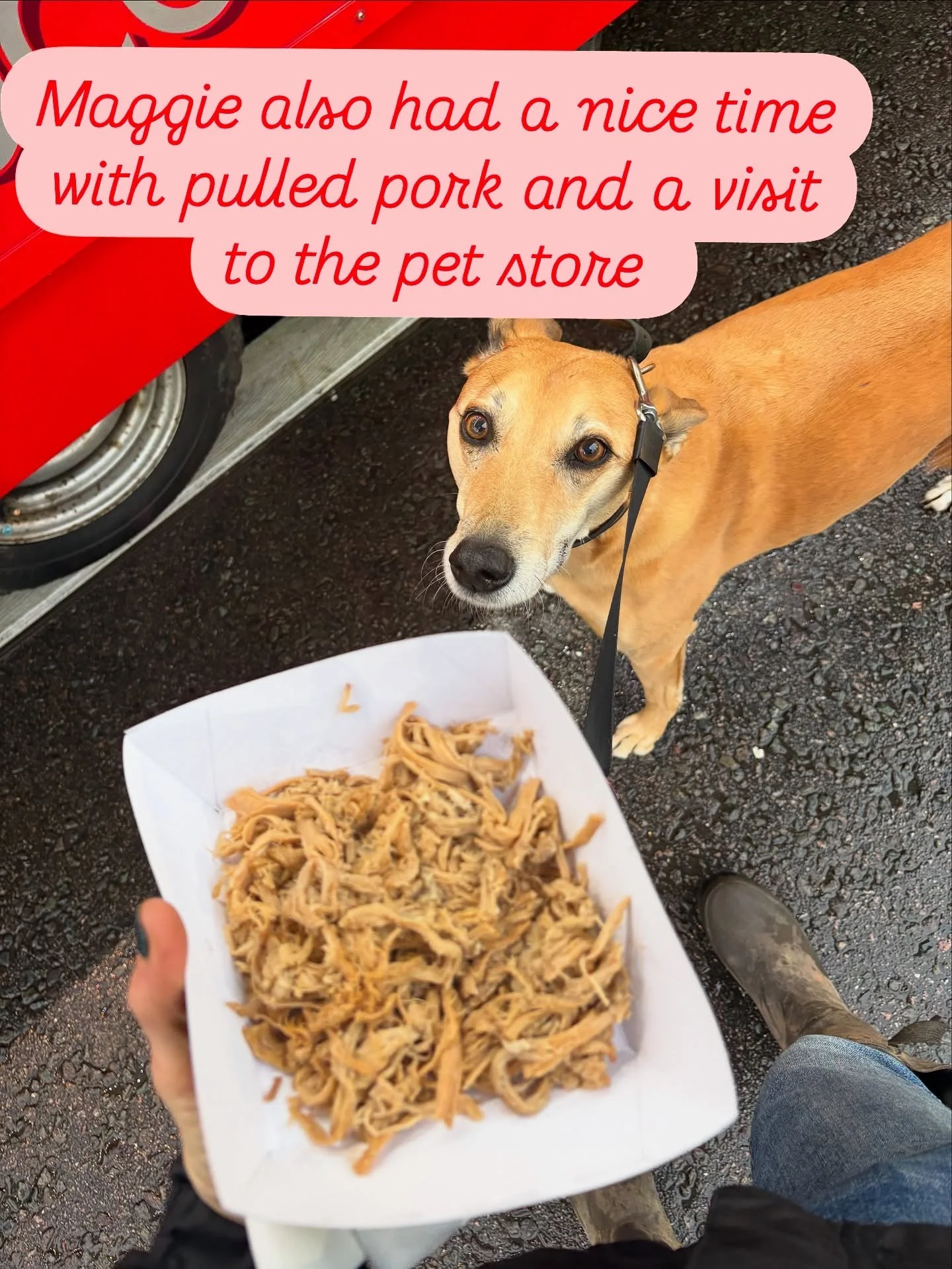 Maggie got treated as well today 🥰🥰🥰🌲🎄🌲🎄🌲🎄