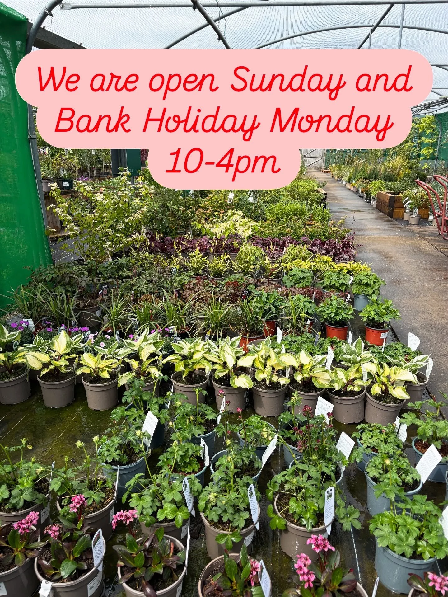 We Flourish is open 10am-4pm on Sunday and Bank Holiday Monday