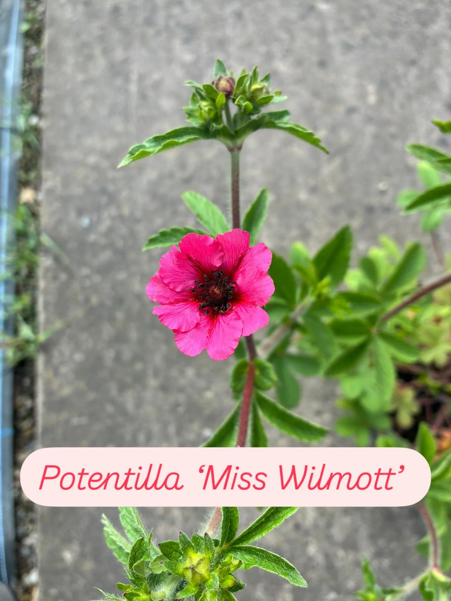 Look at this stunning flower!! 😍 Potentilla Miss Wilmott produces beautiful deep pink flowers all summer long and is another bee favourite 🐝. Only a few in stock so when they&rsquo;re gone, they&rsquo;re gone!!